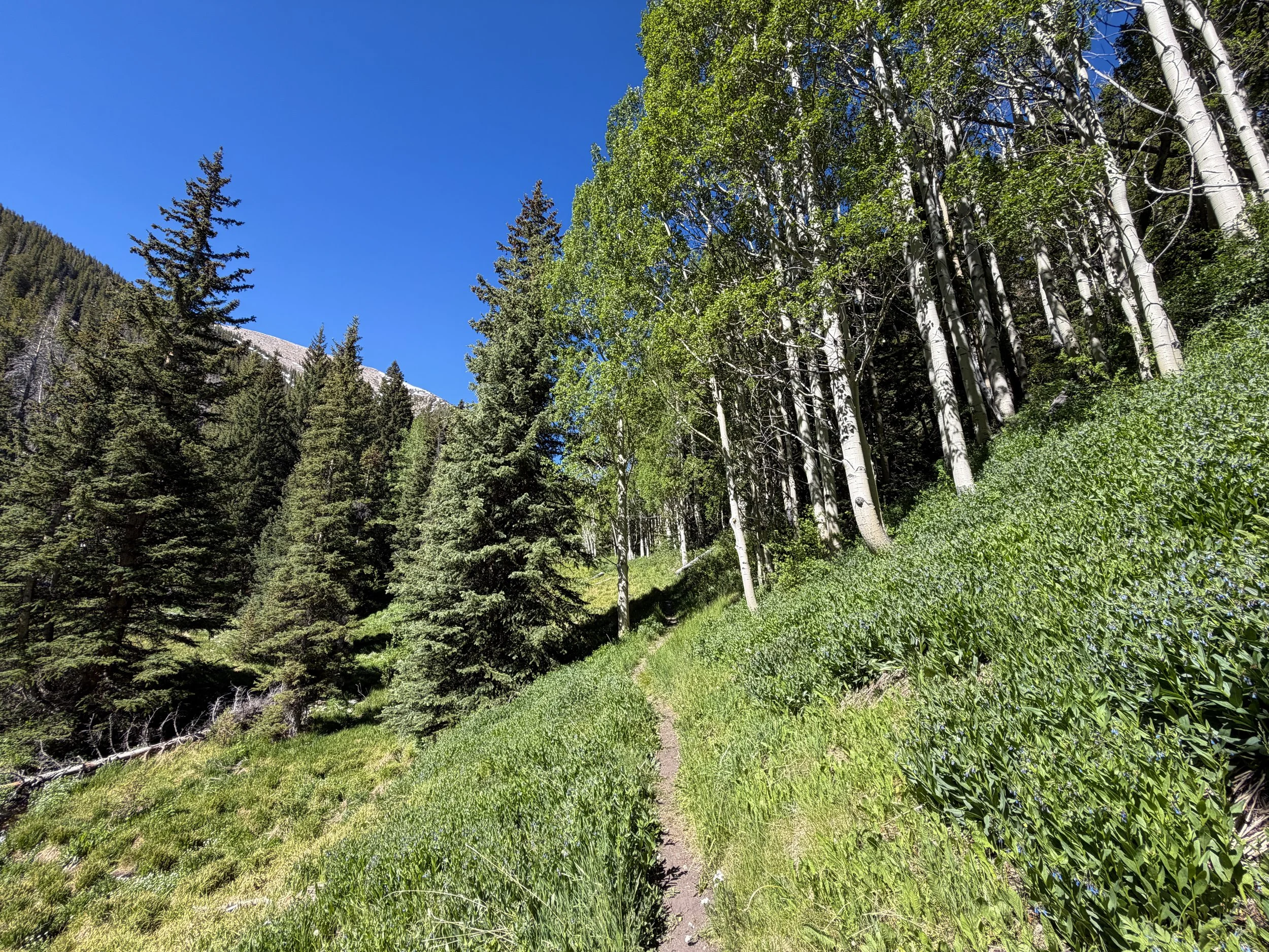 Baker Lake Trail Great Basin National Park Nevada