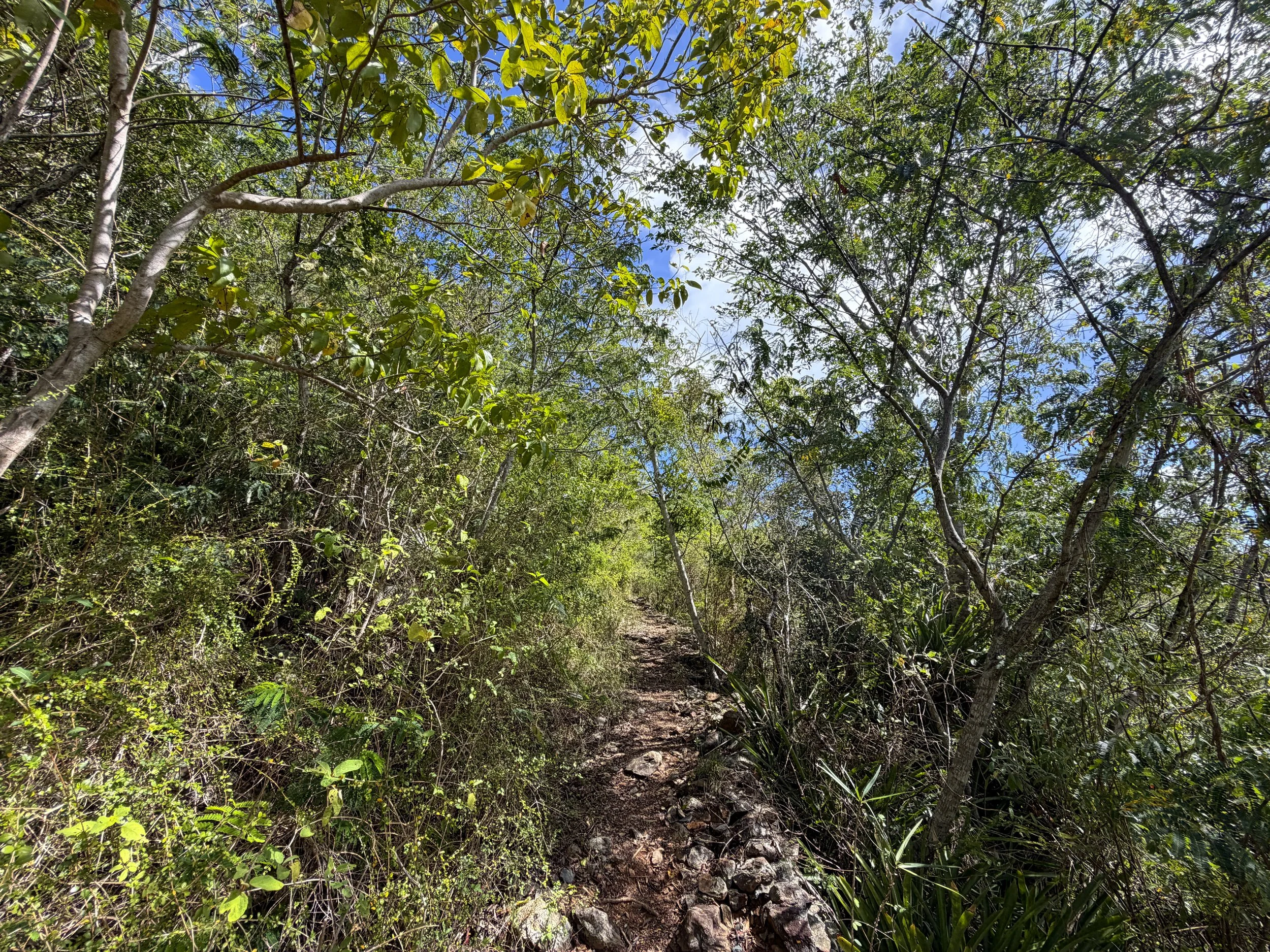 Bordeaux Mountain Hike Virgin Islands National Park