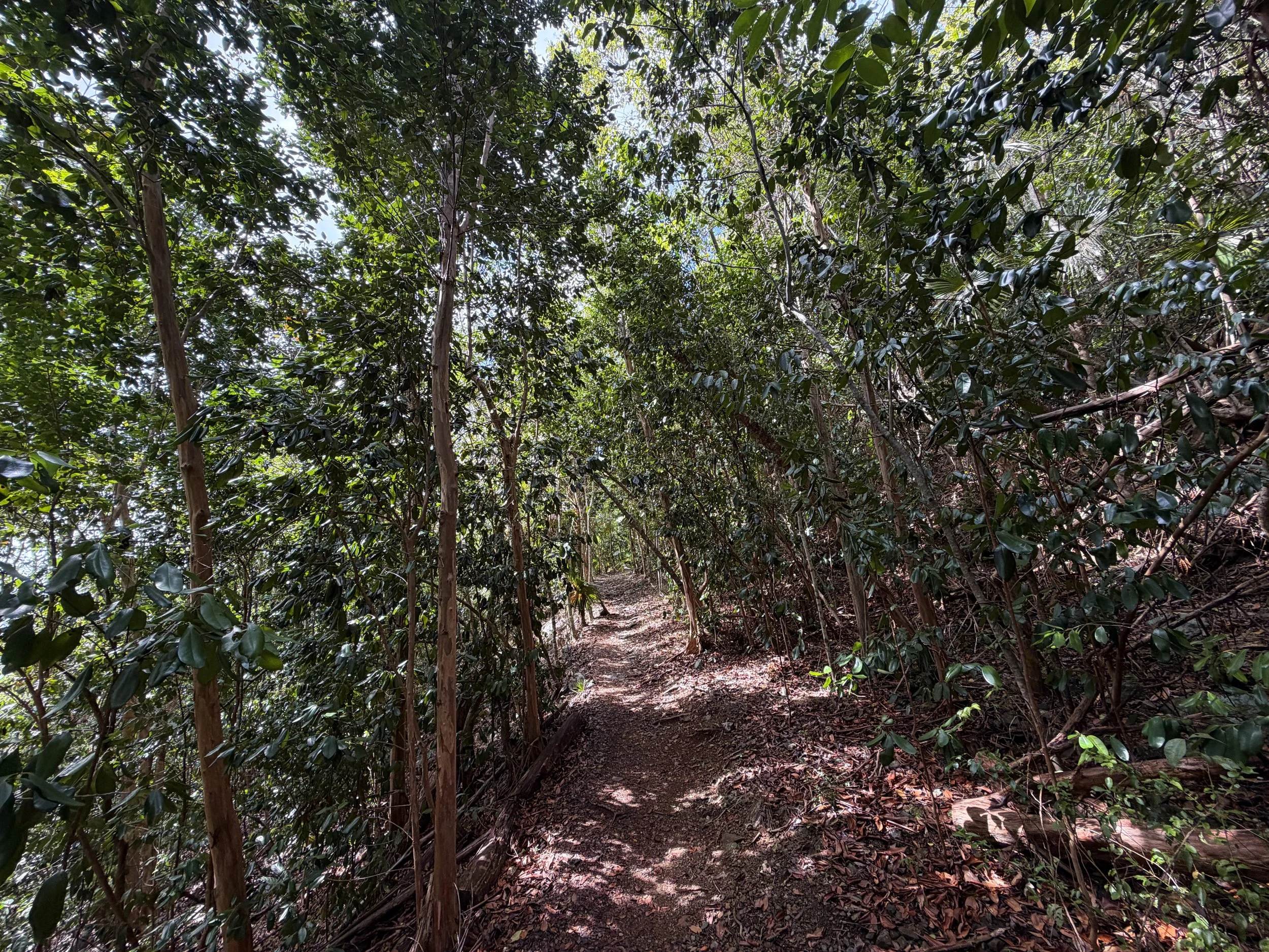 America Hill Hike Virgin Islands National Park
