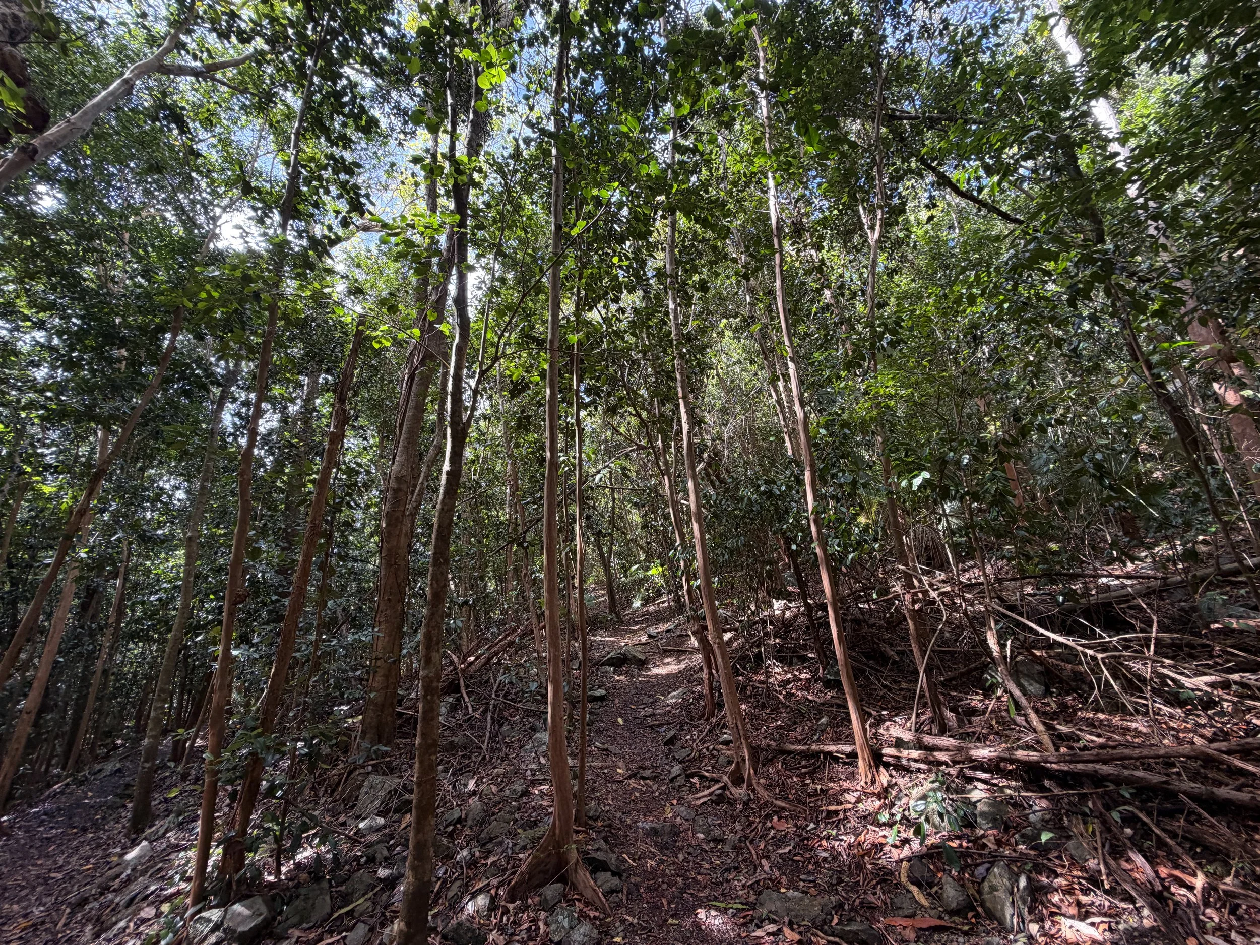America Hill Hike Virgin Islands National Park
