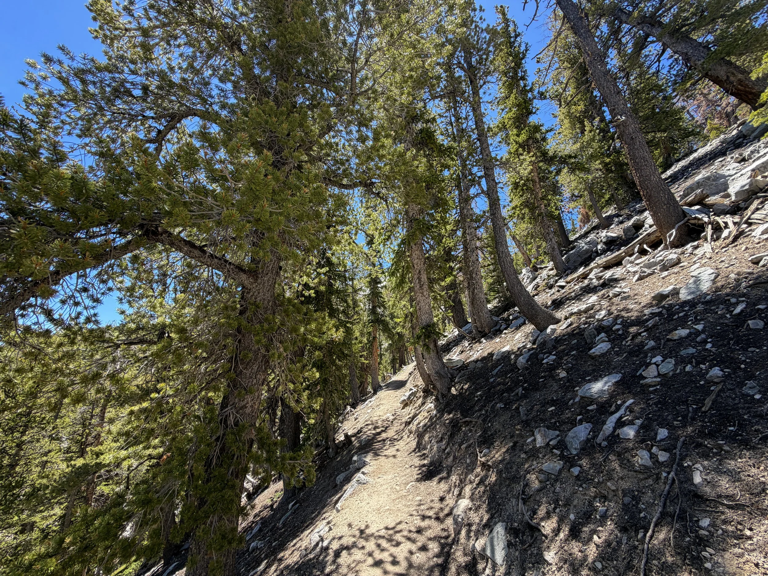 Bristlecone Pine Trail Great Basin National Park Nevada