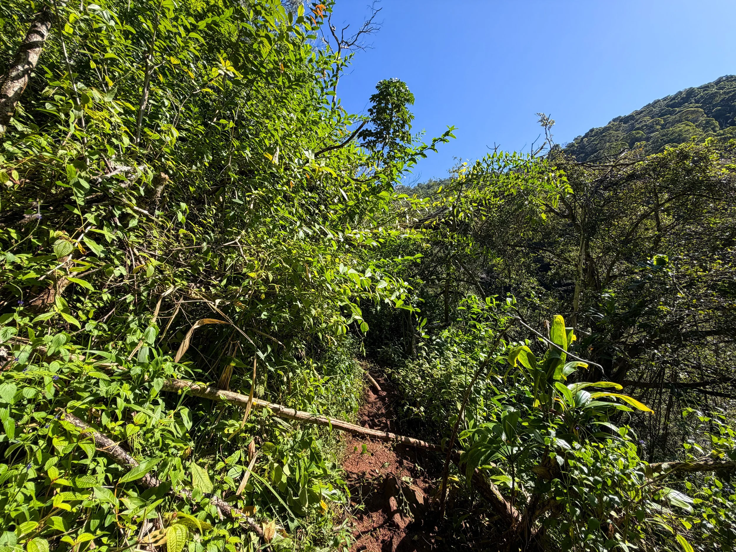 Kaau Crater Loop Trail Oahu Hawaii