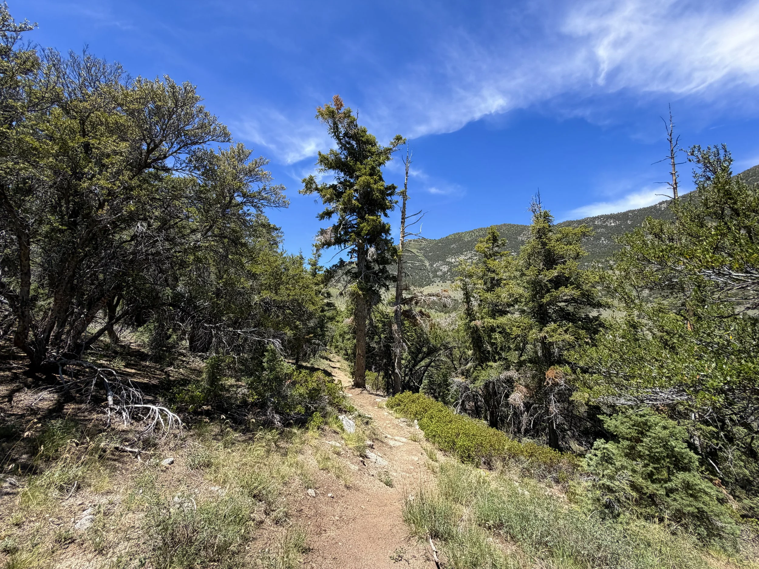 Serviceberry Loop Hike Great Basin National Park Nevada