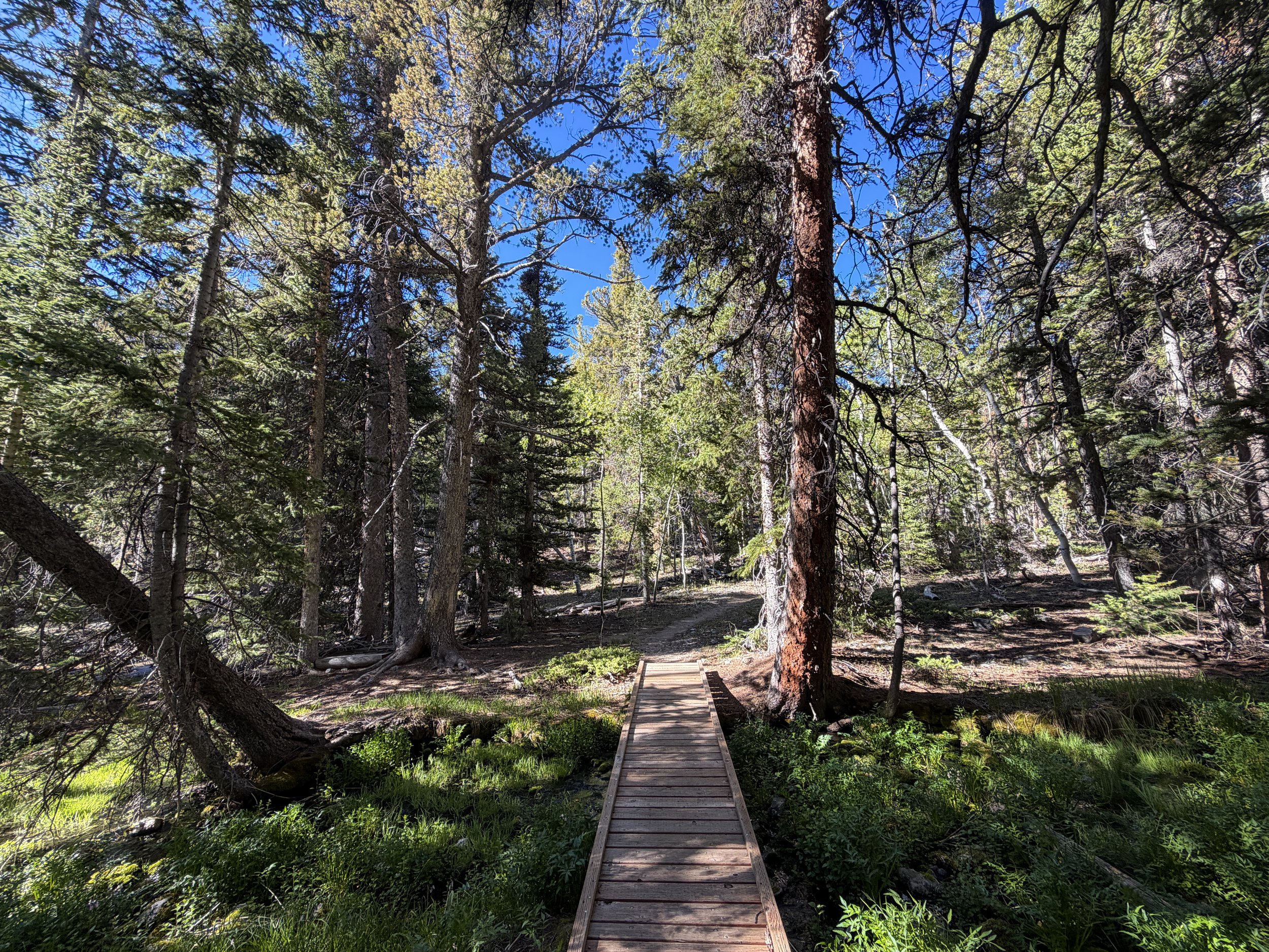 Lehman Creek Trail Great Basin National Park Nevada