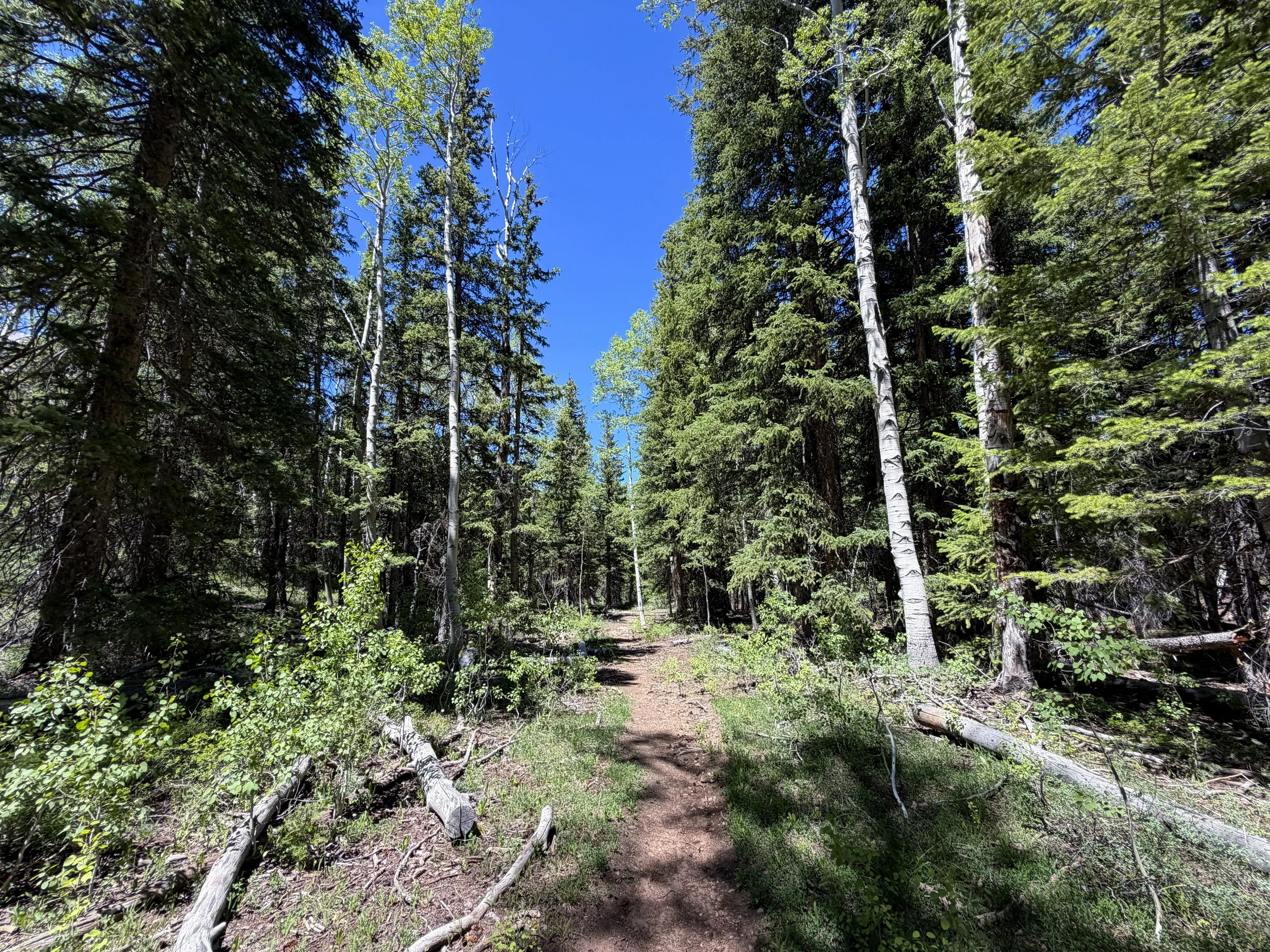 Timber Creek Loop Trail Great Basin National Park Nevada