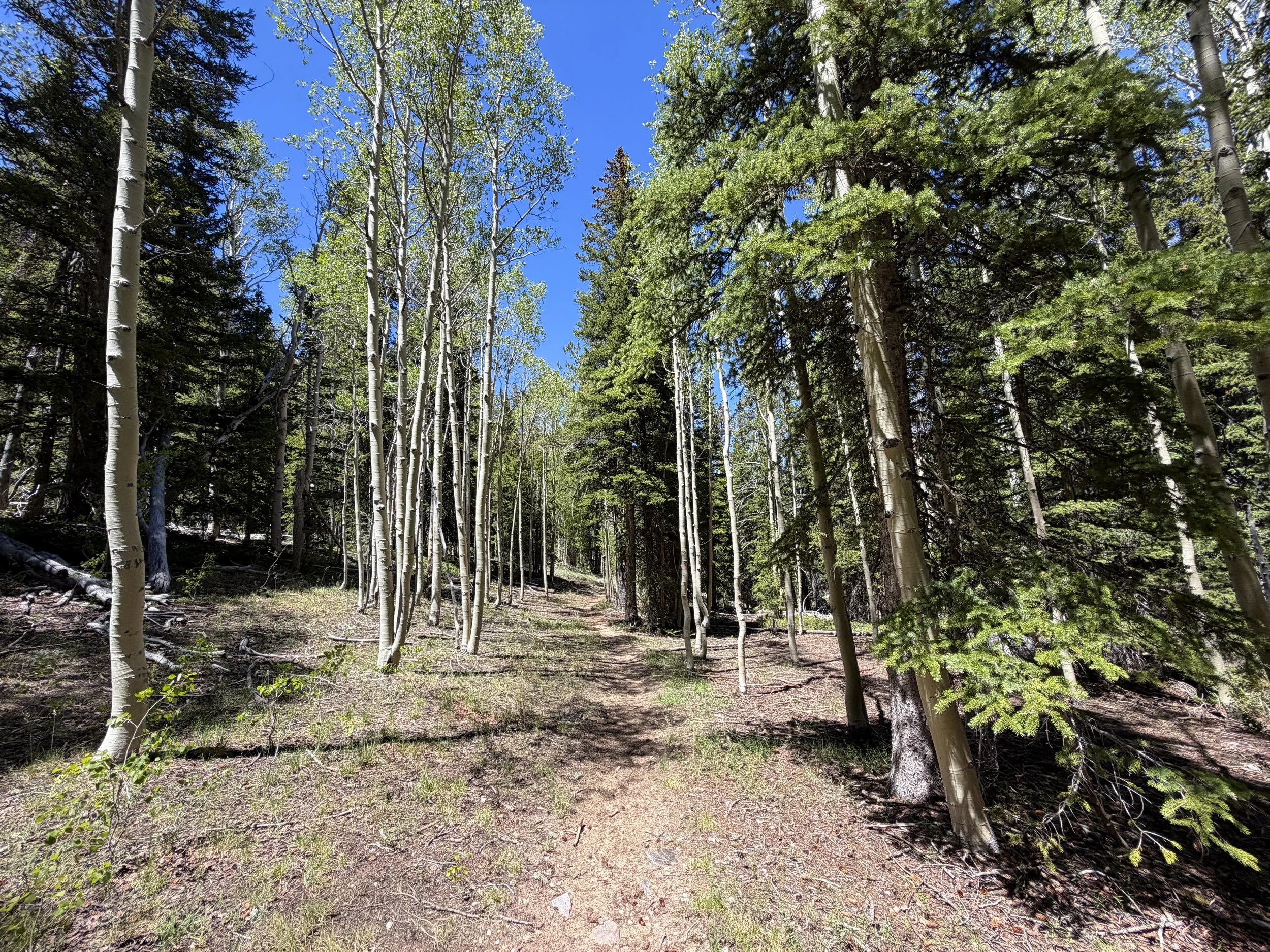 Timber Creek Loop Trail Great Basin National Park Nevada