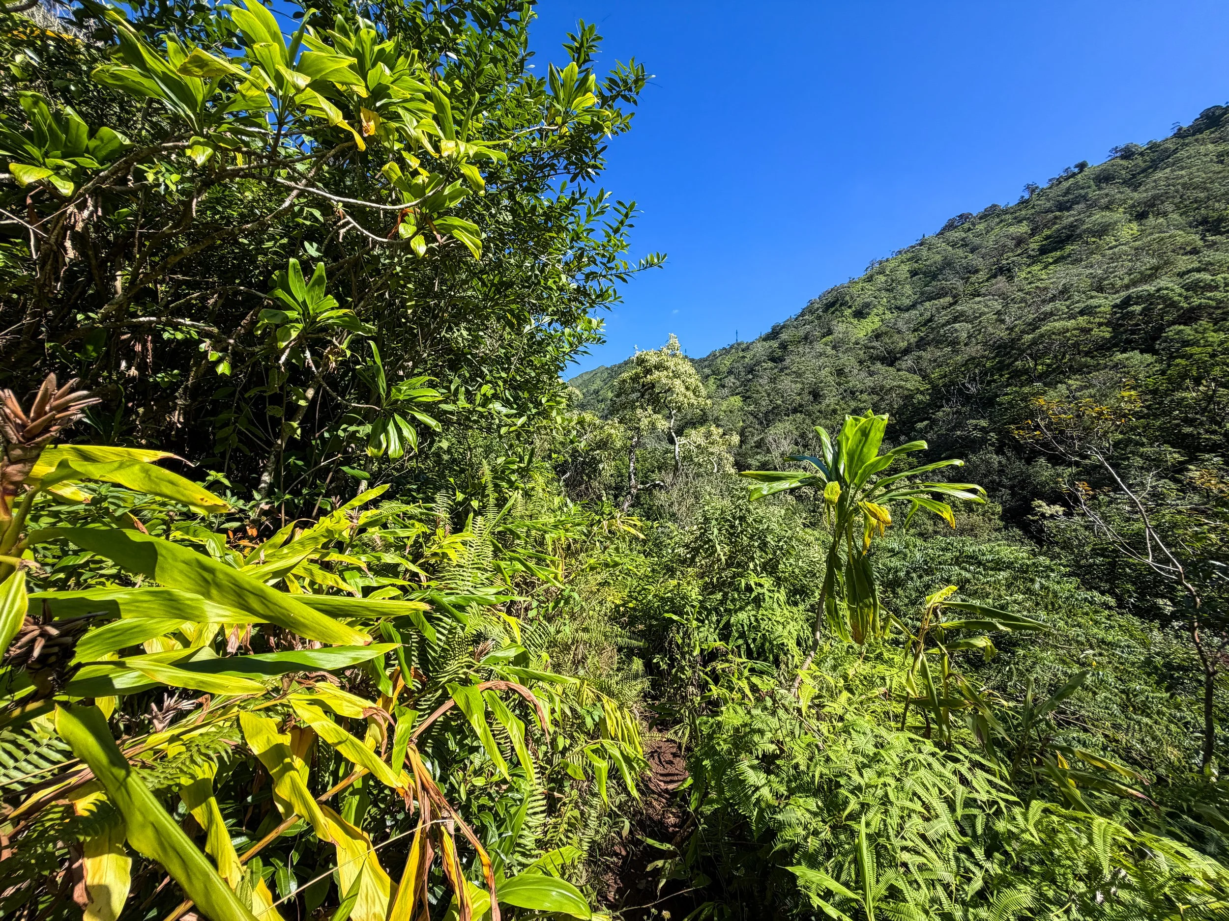 Kaau Crater Trail Oahu Hawaii