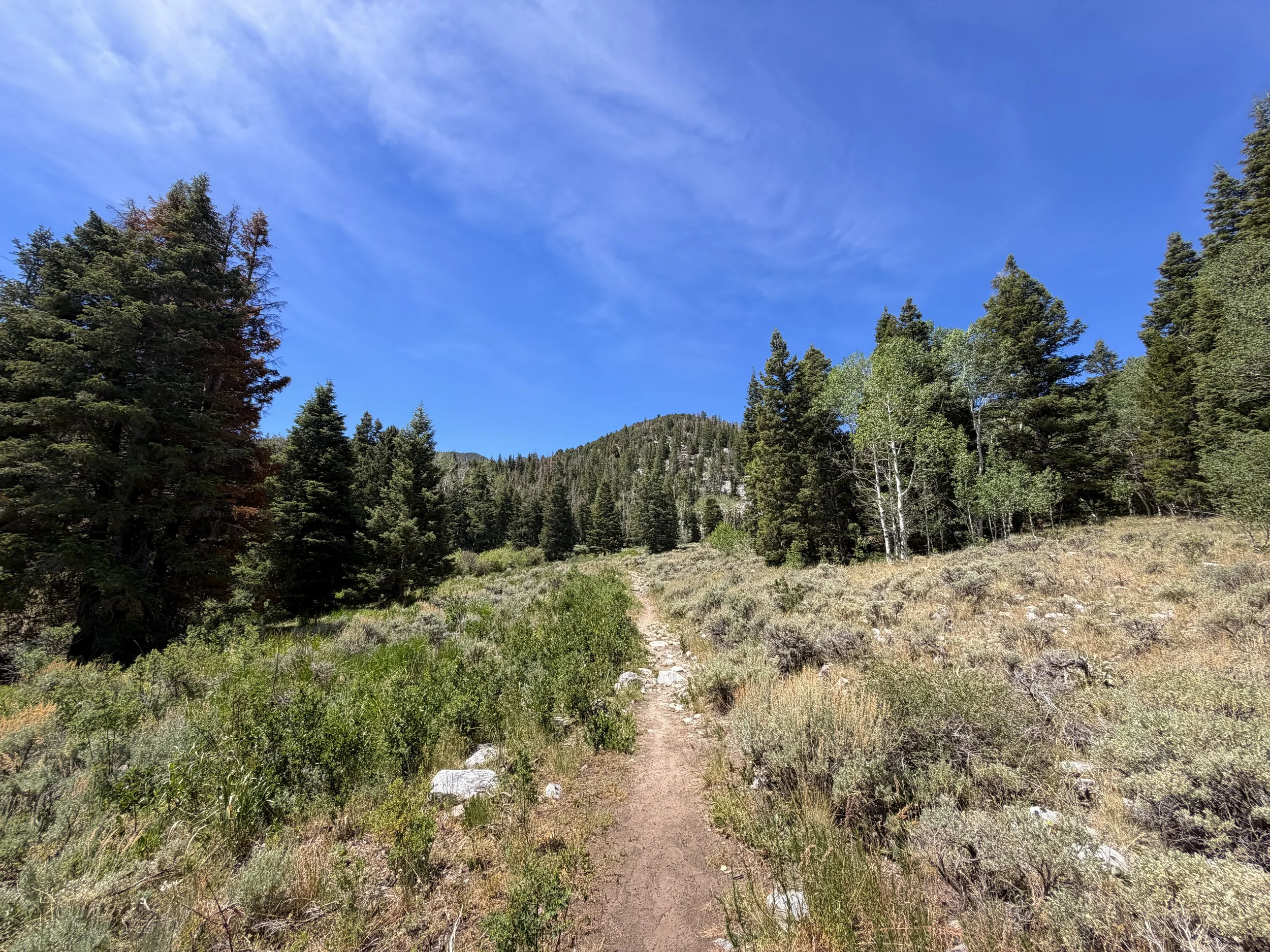 Timber Creek Loop Trail Great Basin National Park Nevada