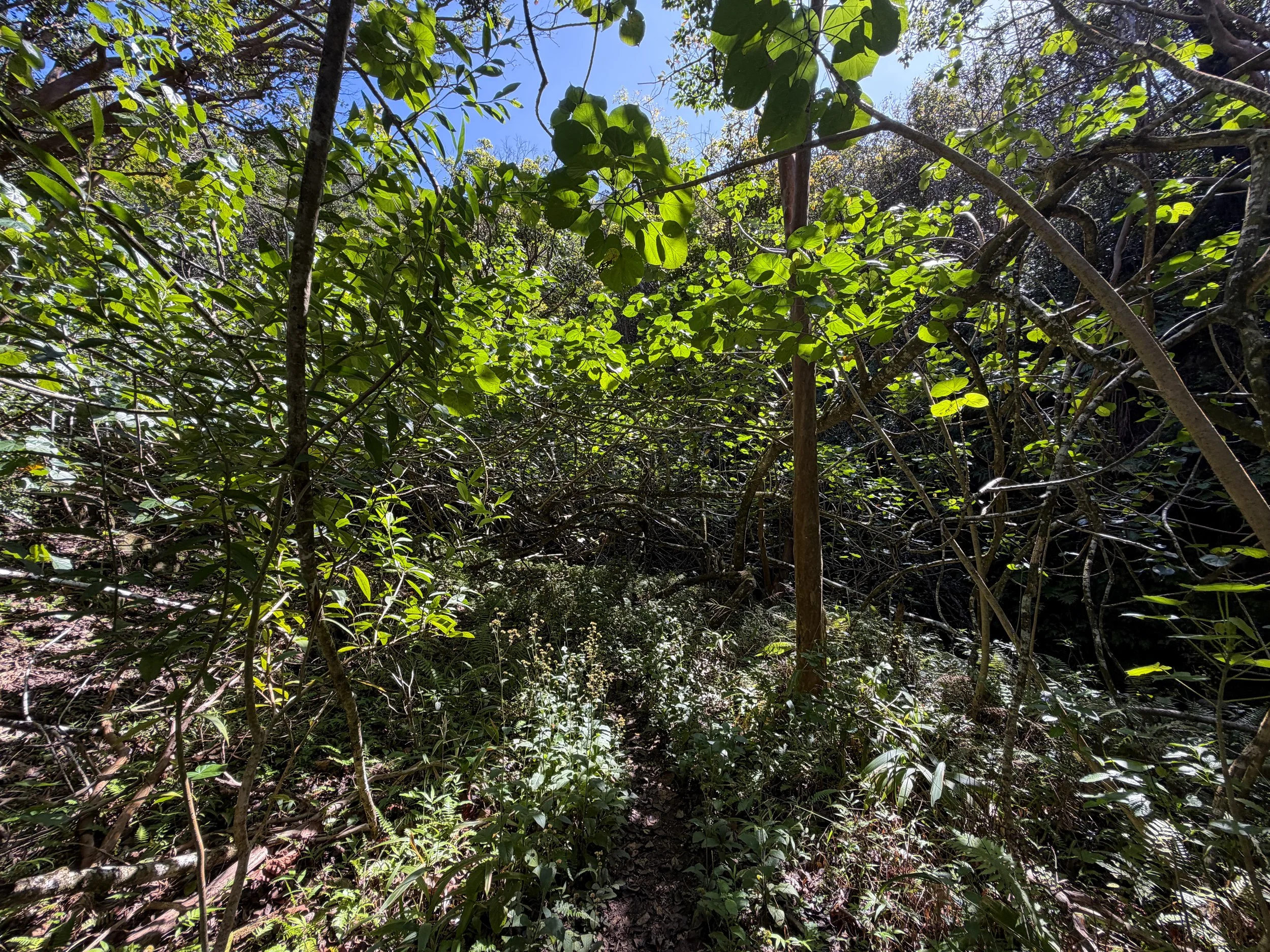 Kulanaahane Hike Oahu Hawaii
