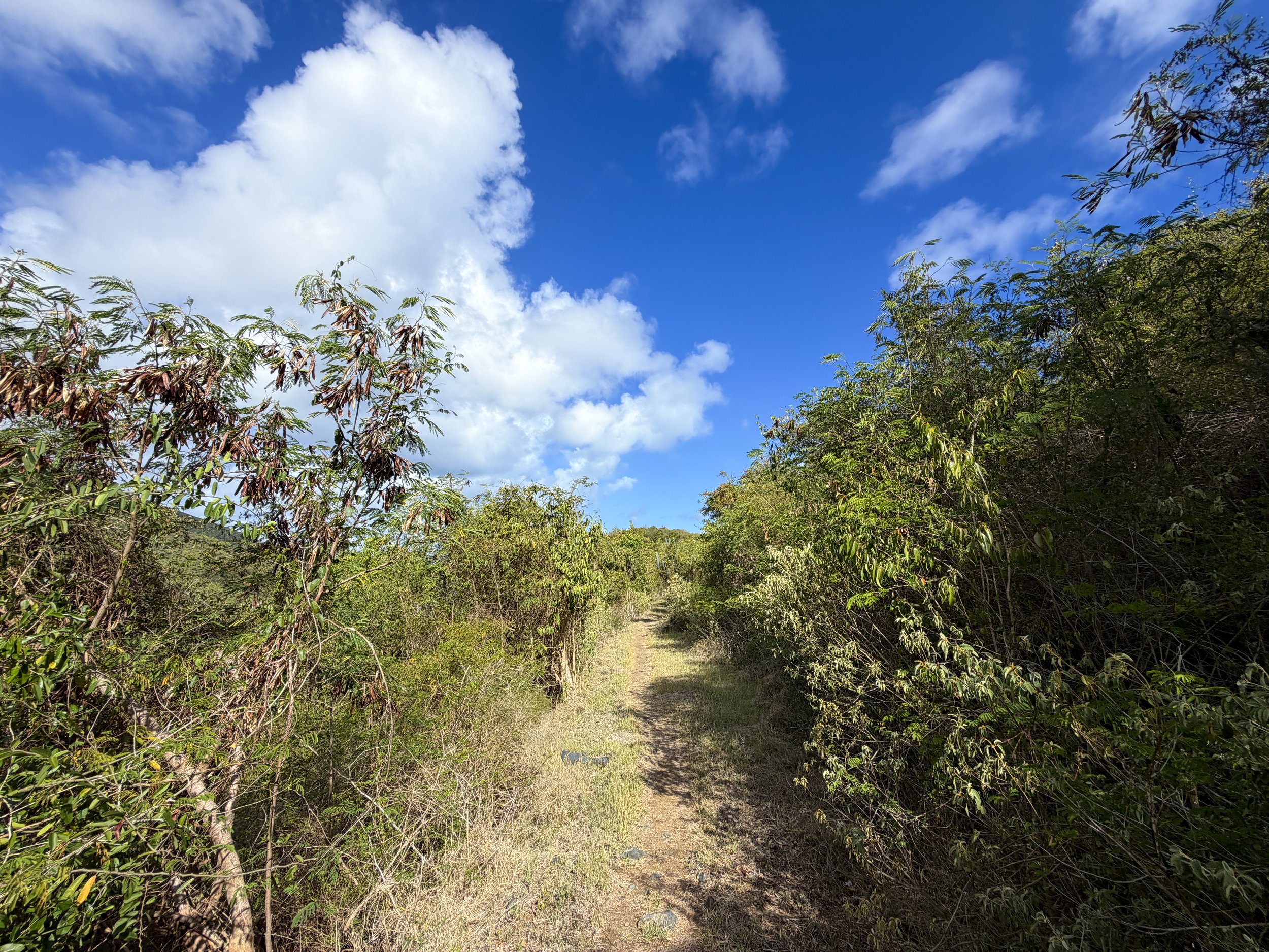 Johnny Horn Trail Virgin Islands National Park
