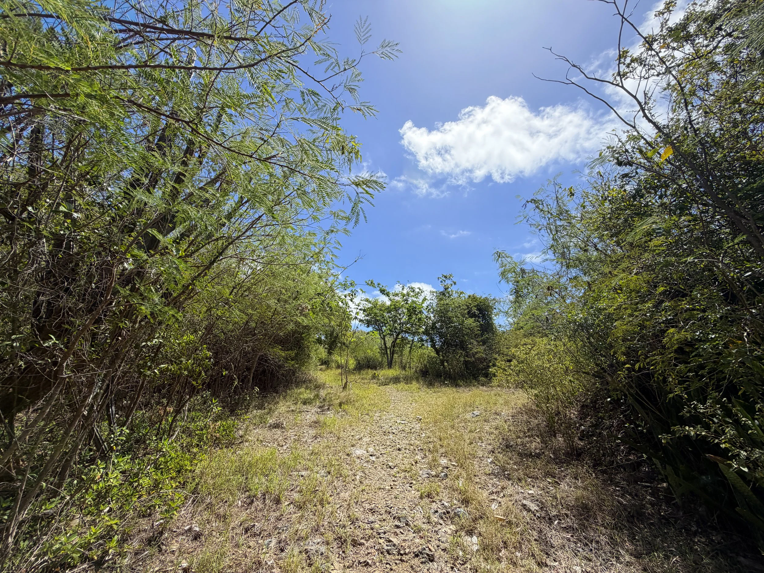 Bordeaux Mountain Trail Virgin Islands National Park