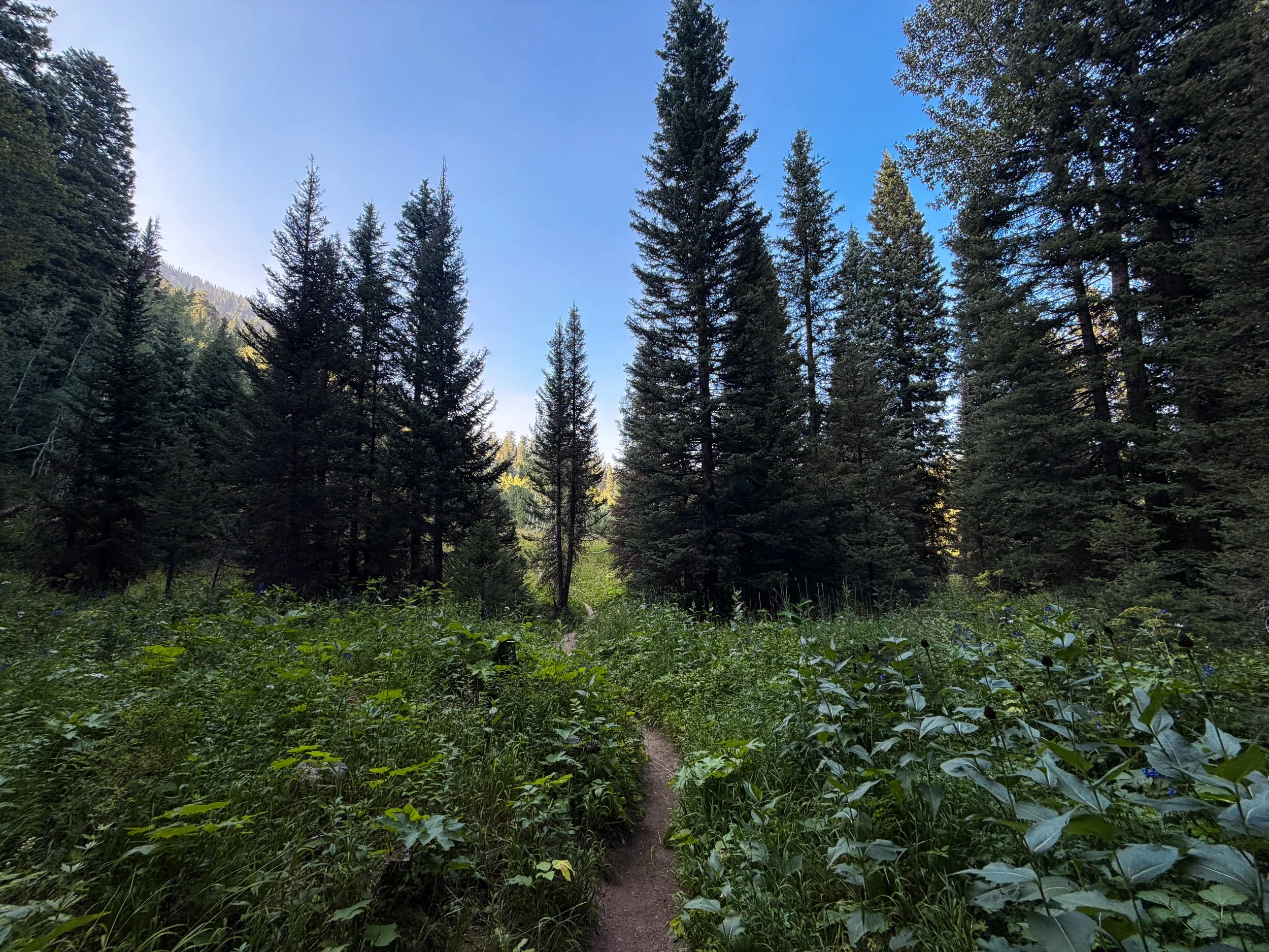 Moose Ponds Loop Hike Grand Teton National Park Wyoming