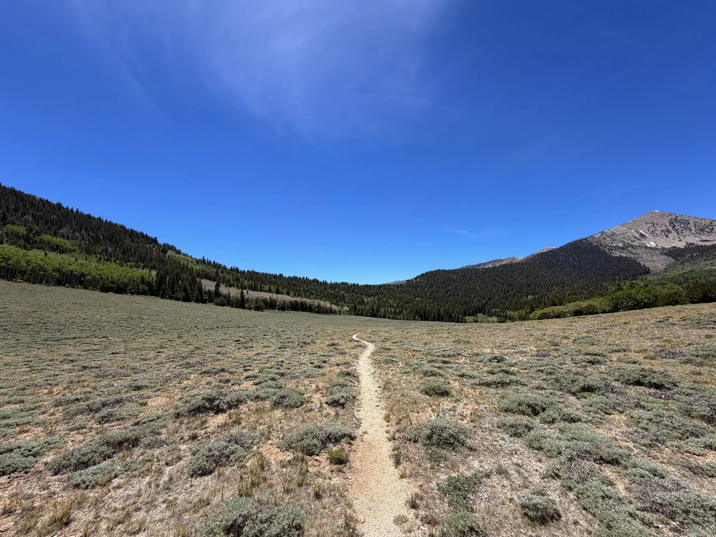 Timber Creek Loop Trail Great Basin National Park Nevada