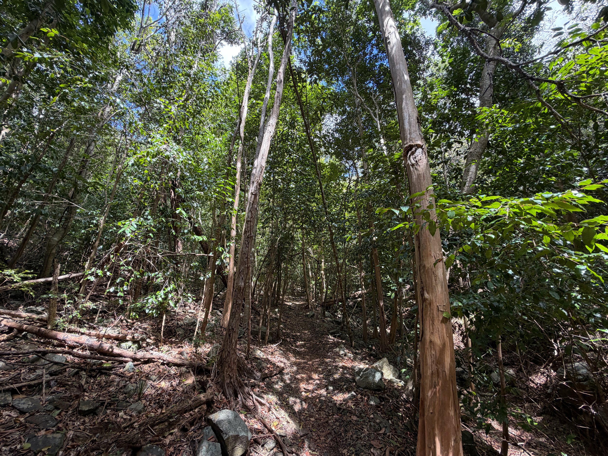 Cinnamon Bay Trail Virgin Islands National Park