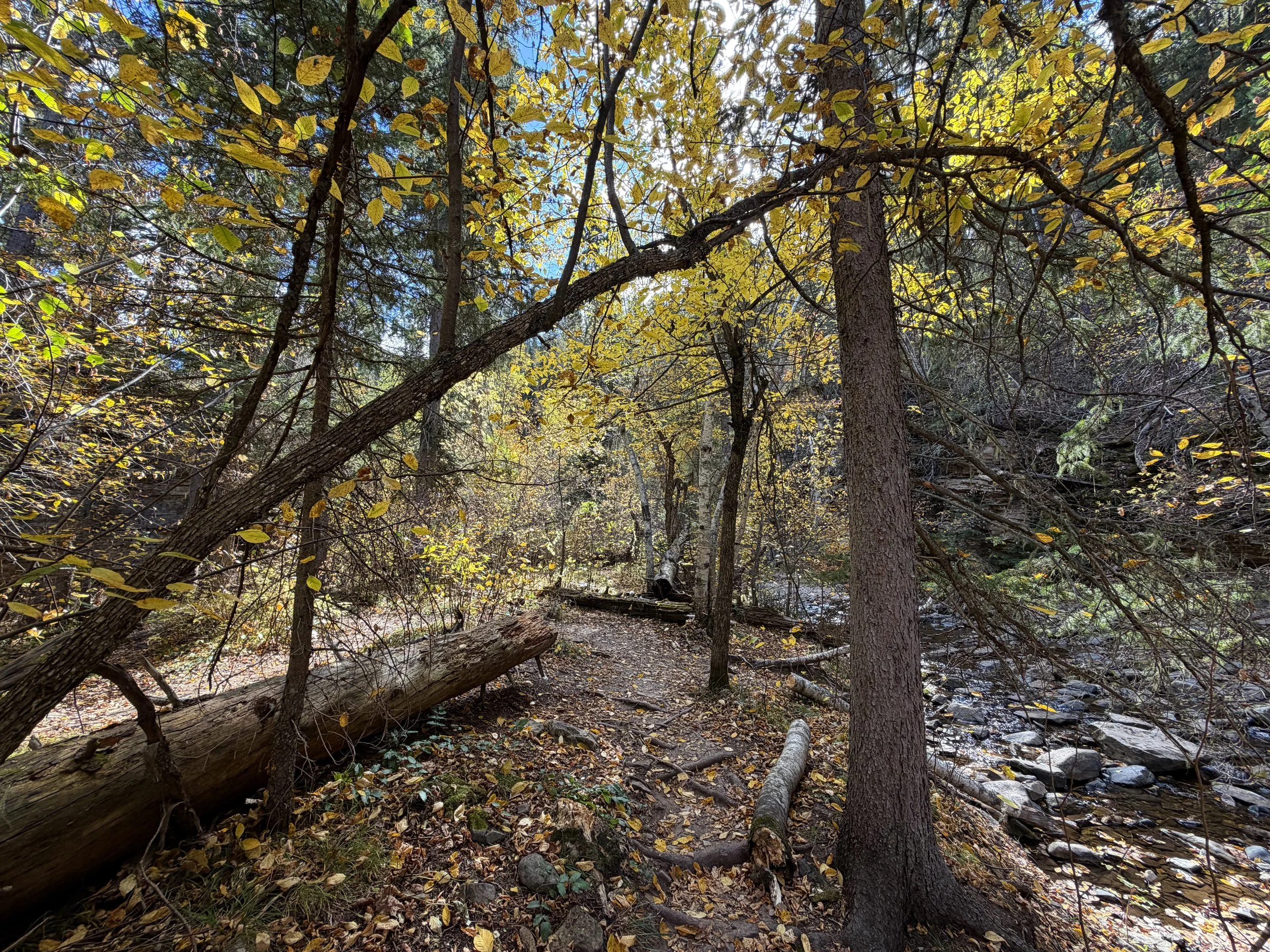 Devils Bathtub Trail Spearfish Canyon Black Hills South Dakota