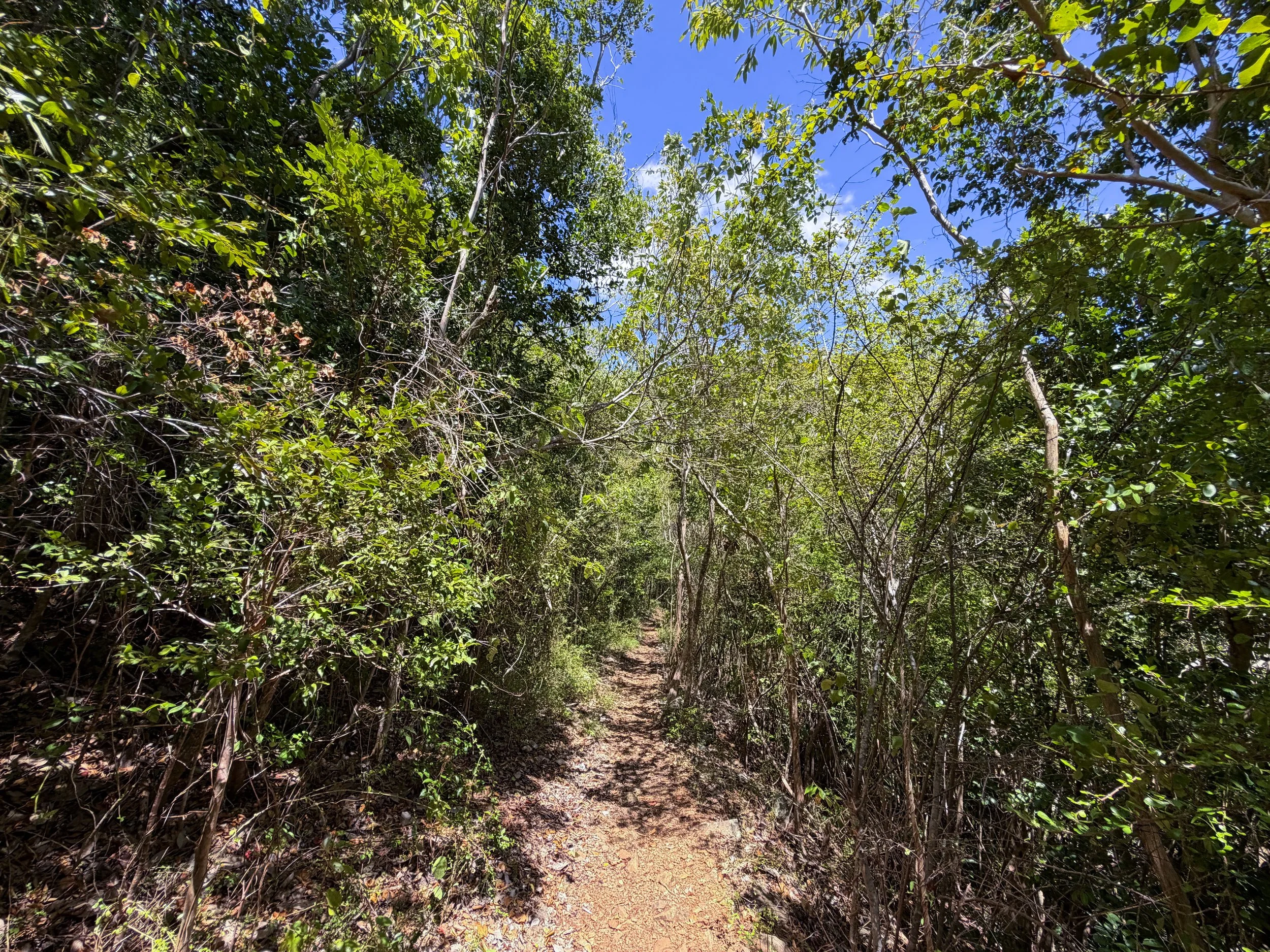 LEsperance Trail Virgin Islands National Park