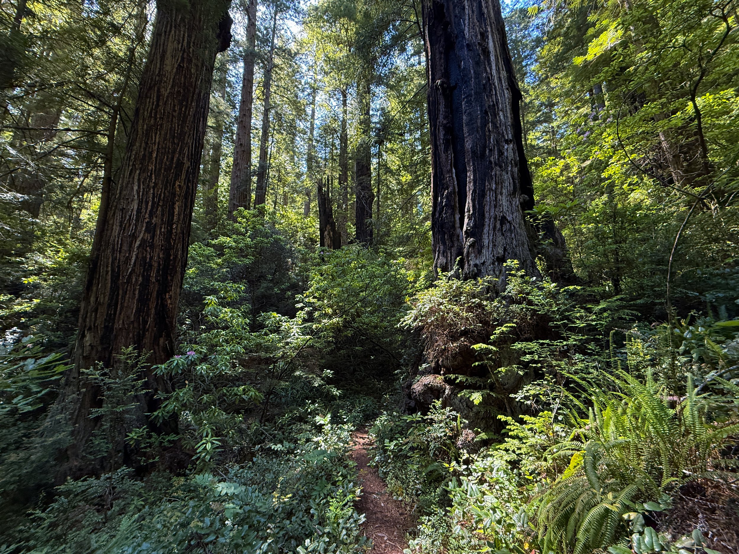 Hope Creek–Ten Taypo Loop Trail Prairie Creek Redwoods State Park California