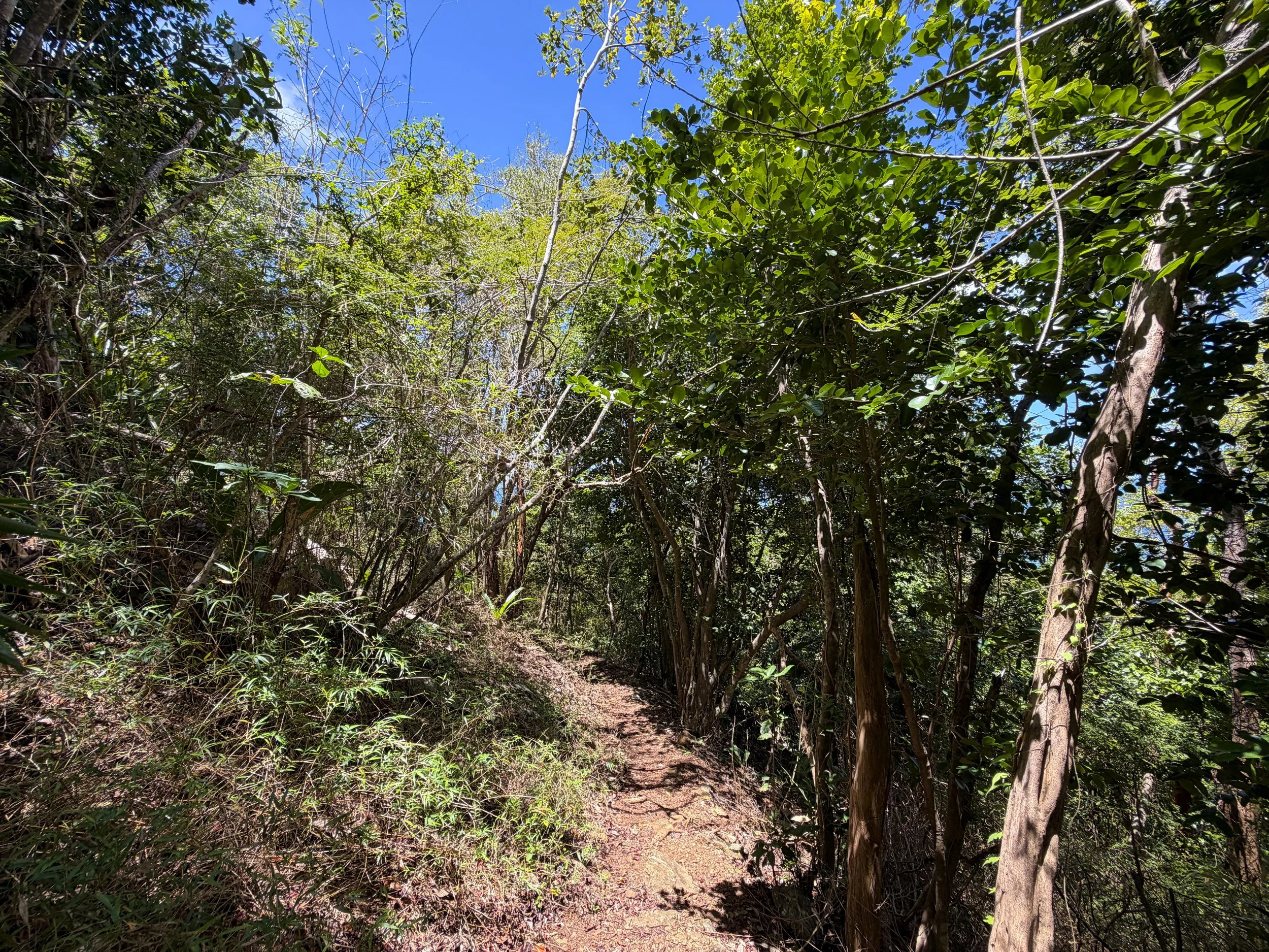 Caneel Hill Trail Virgin Islands National Park