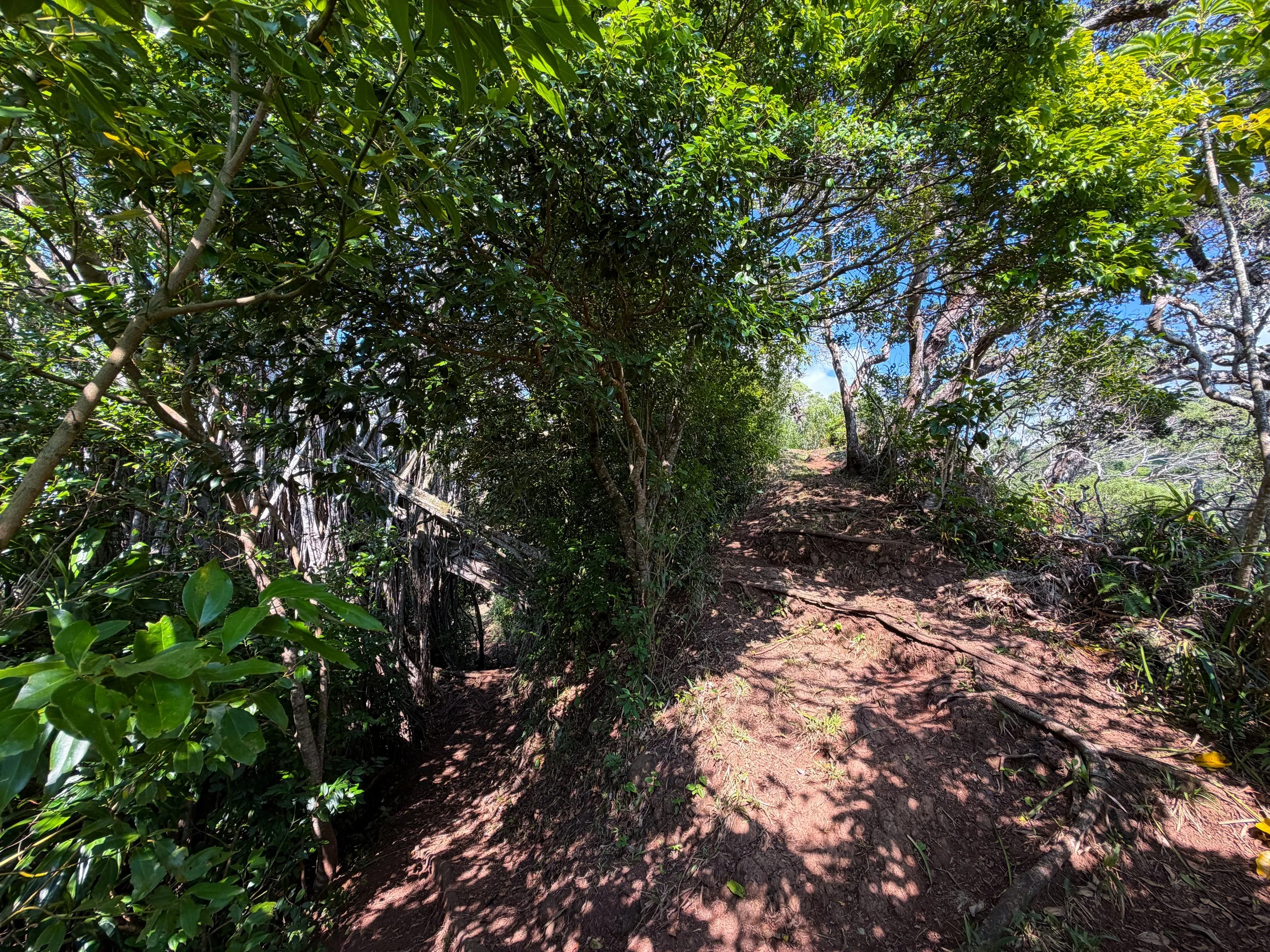 Nuuanu Trail Oahu Hawaii