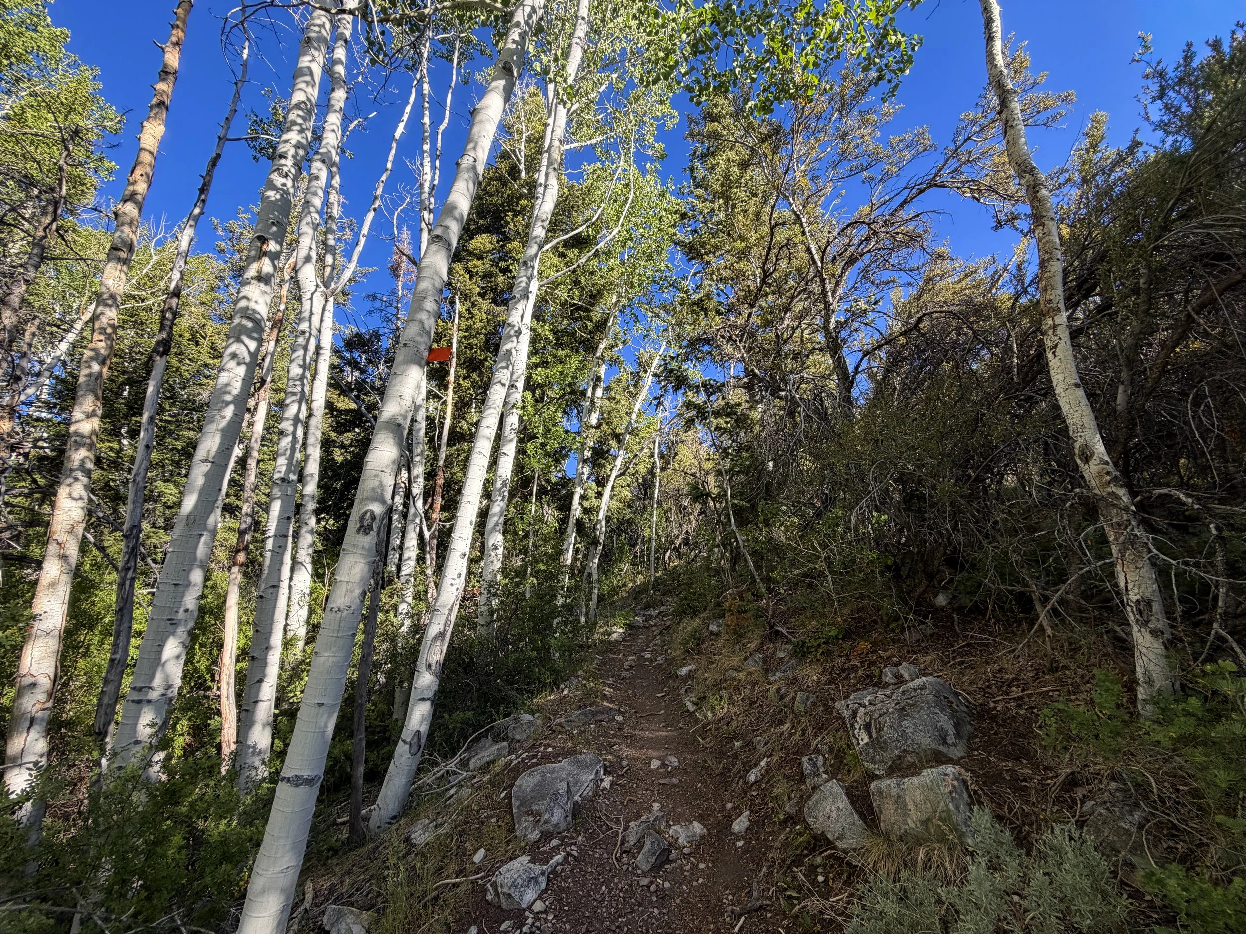 Lehman Creek Hike Great Basin National Park Nevada