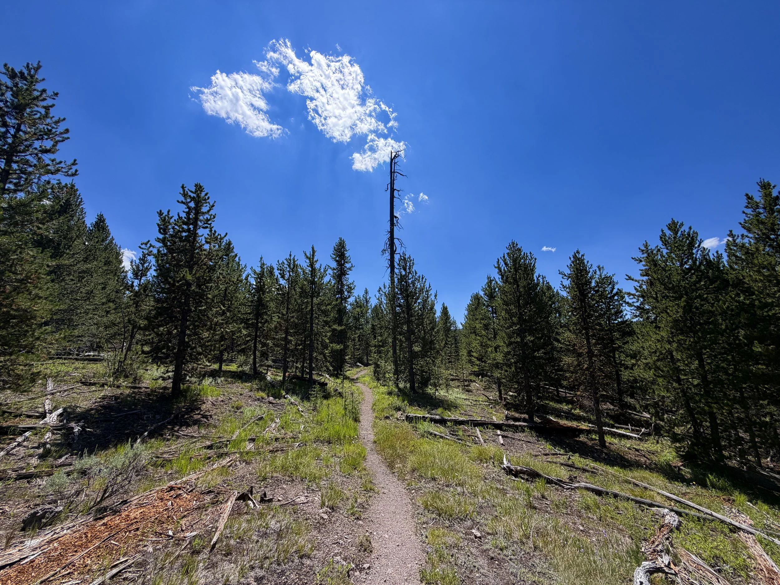 Fern Cascade Loop Trail Yellowstone National Park Wyoming