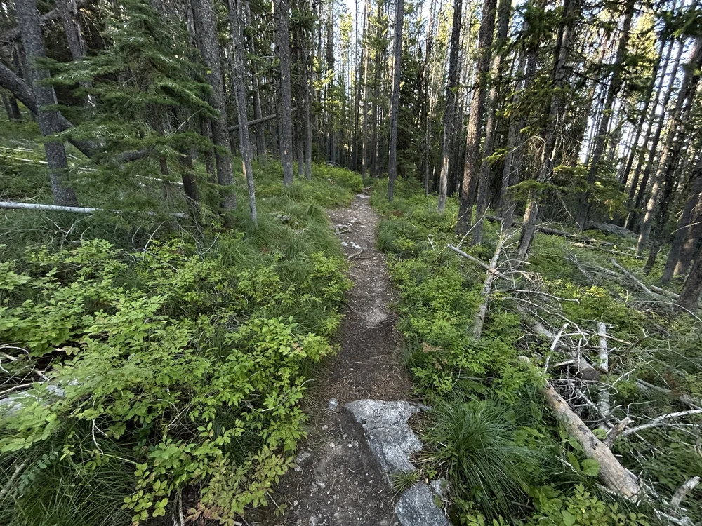 Hiking the Bear Creek Overlook Trail in the Bitterroot Mountains of ...