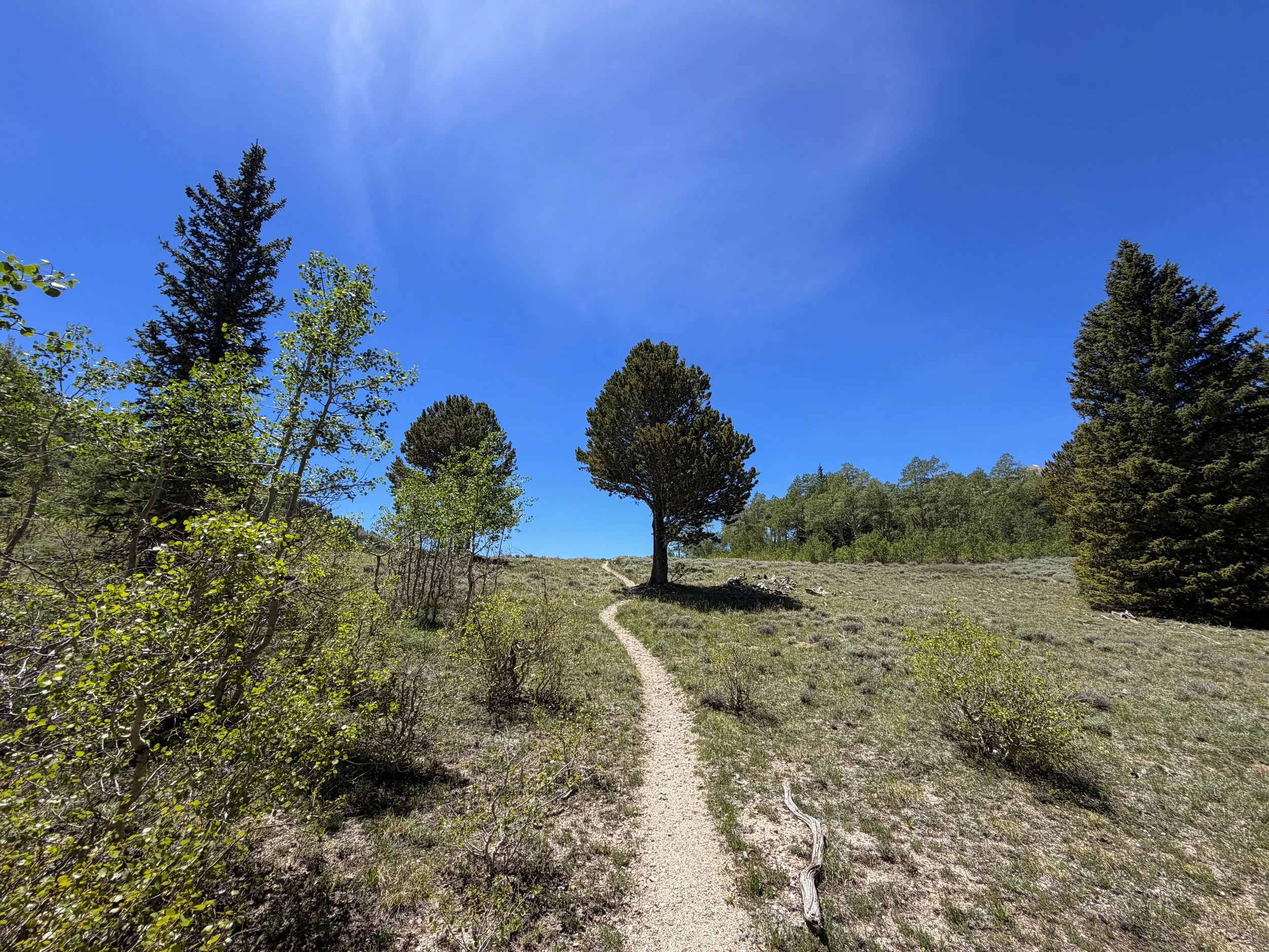 Timber Creek Loop Trail Great Basin National Park Nevada