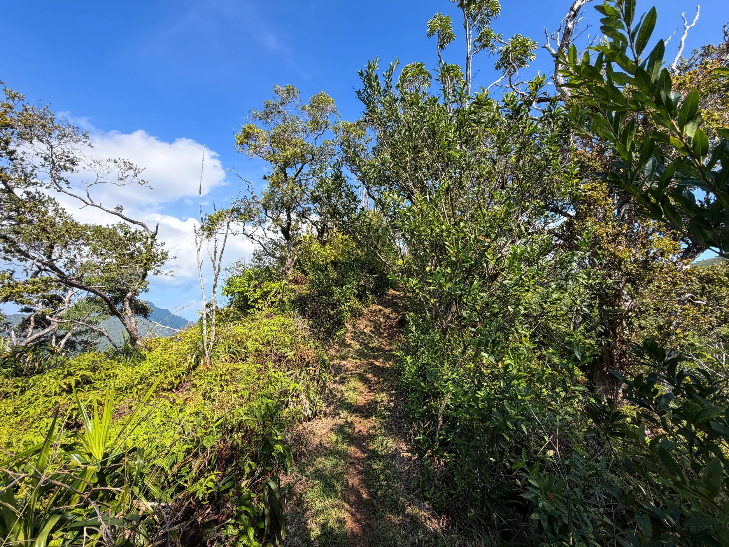 Nuuanu Trail Oahu Hawaii