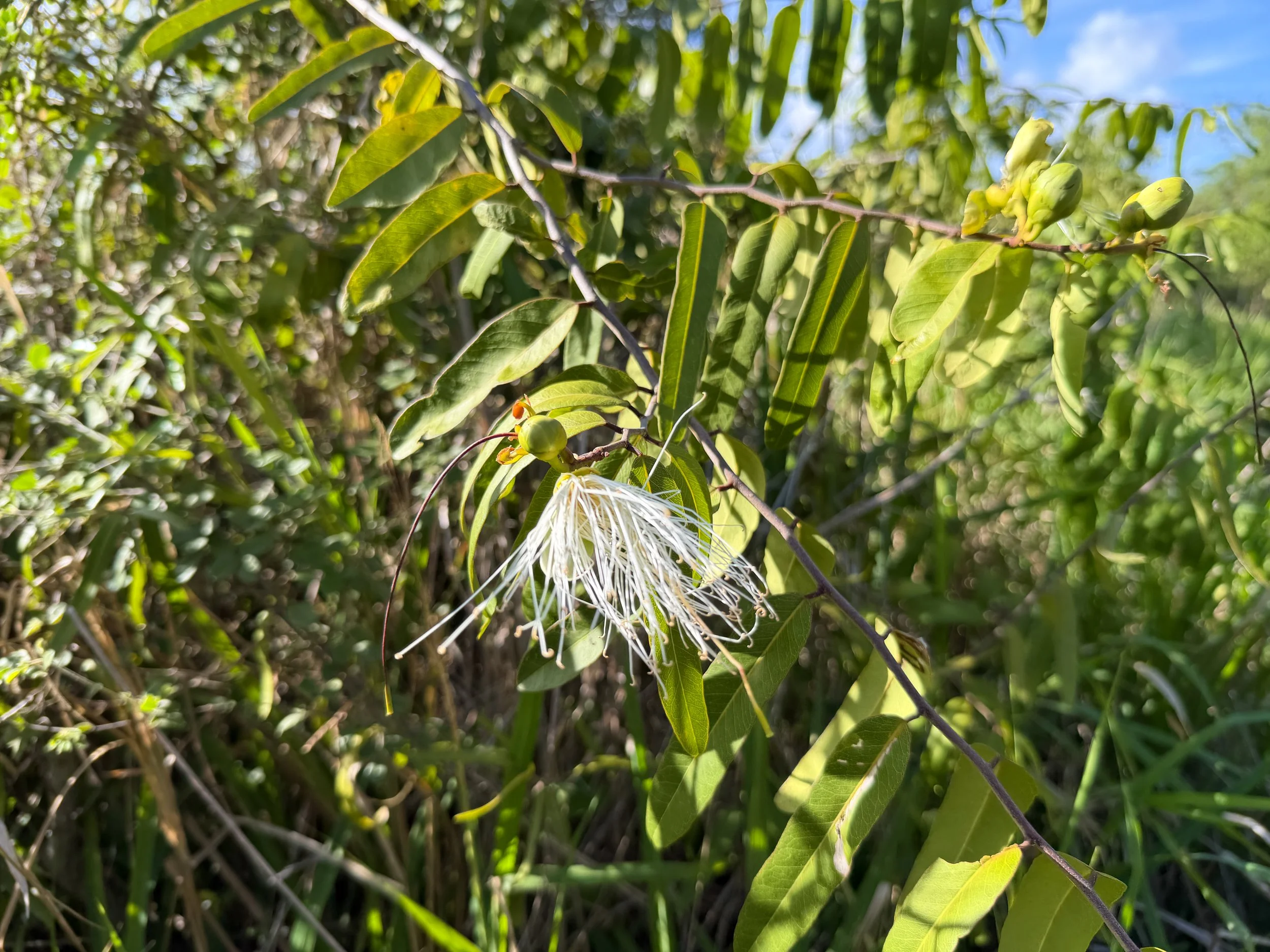 Bay-leaved Caper Morisonia flexuosa