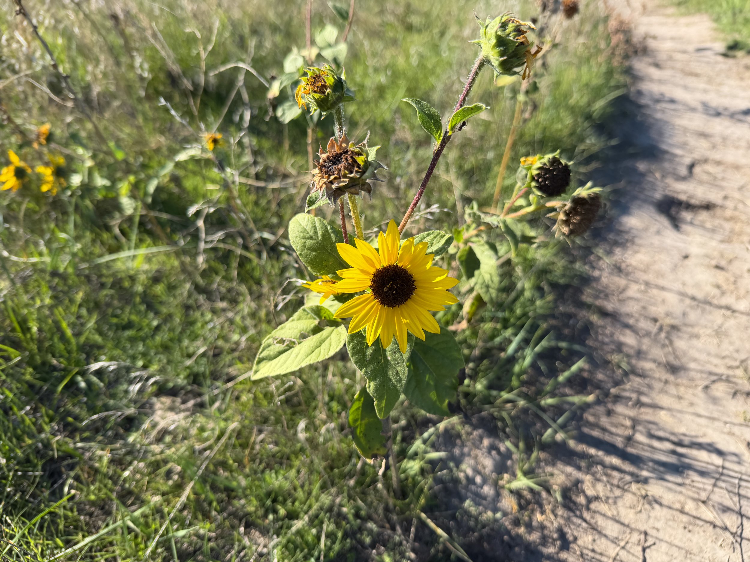 Prairie Sunflower Helianthus petiolaris