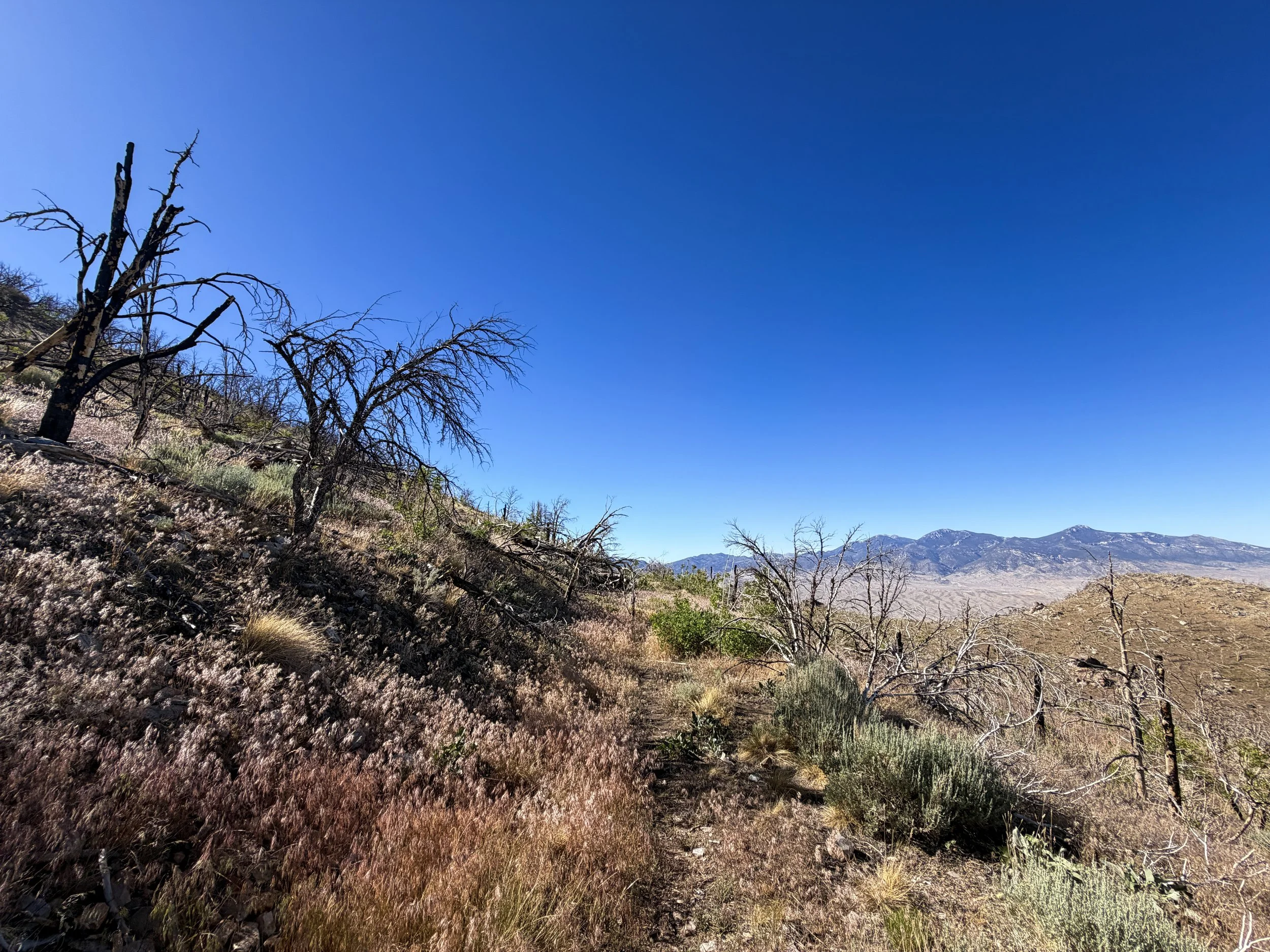 Strawberry Creek Fire Osceola Ditch Trail Great Basin National Park Nevada