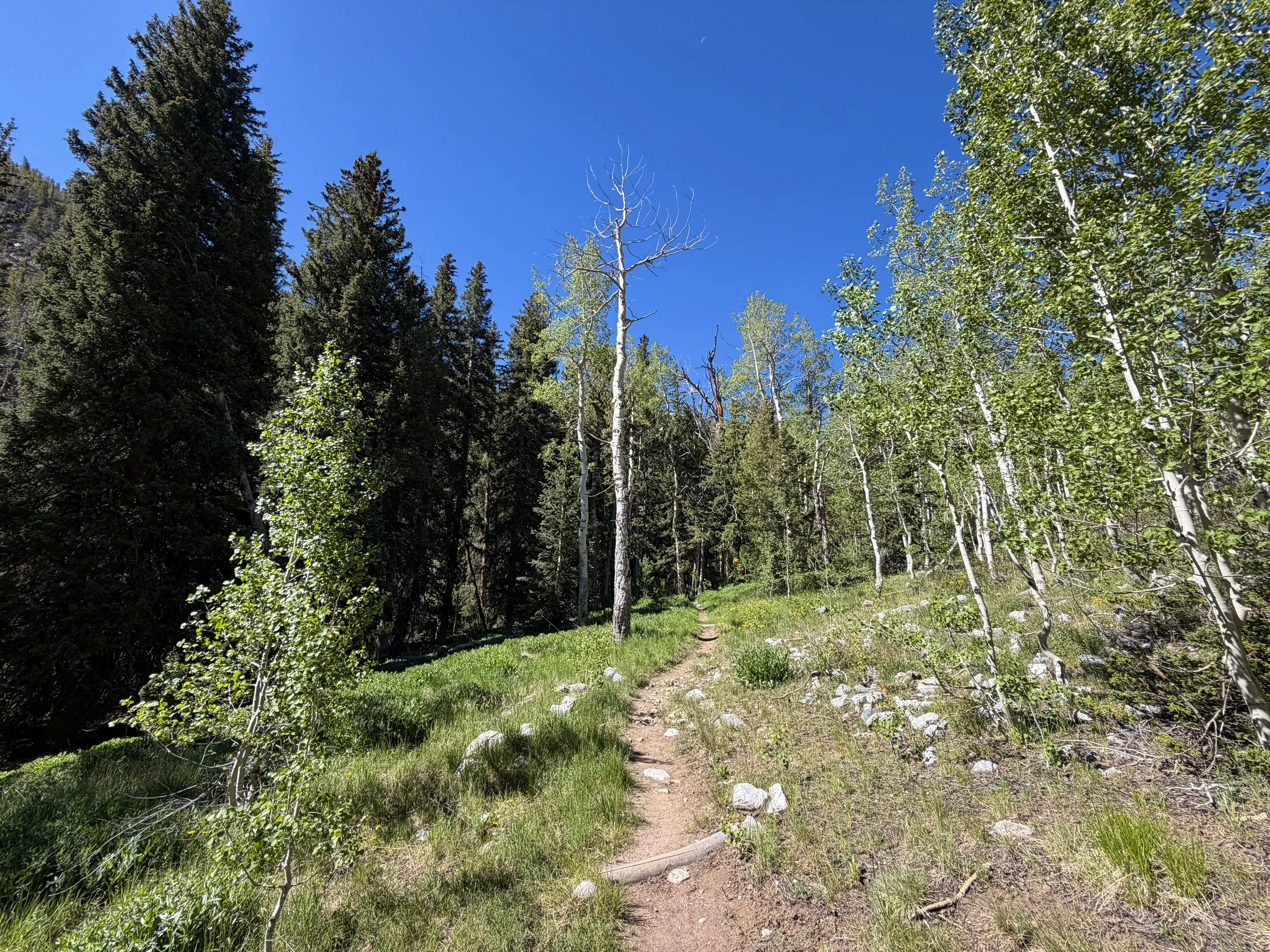 Baker Lake Trail Great Basin National Park Nevada