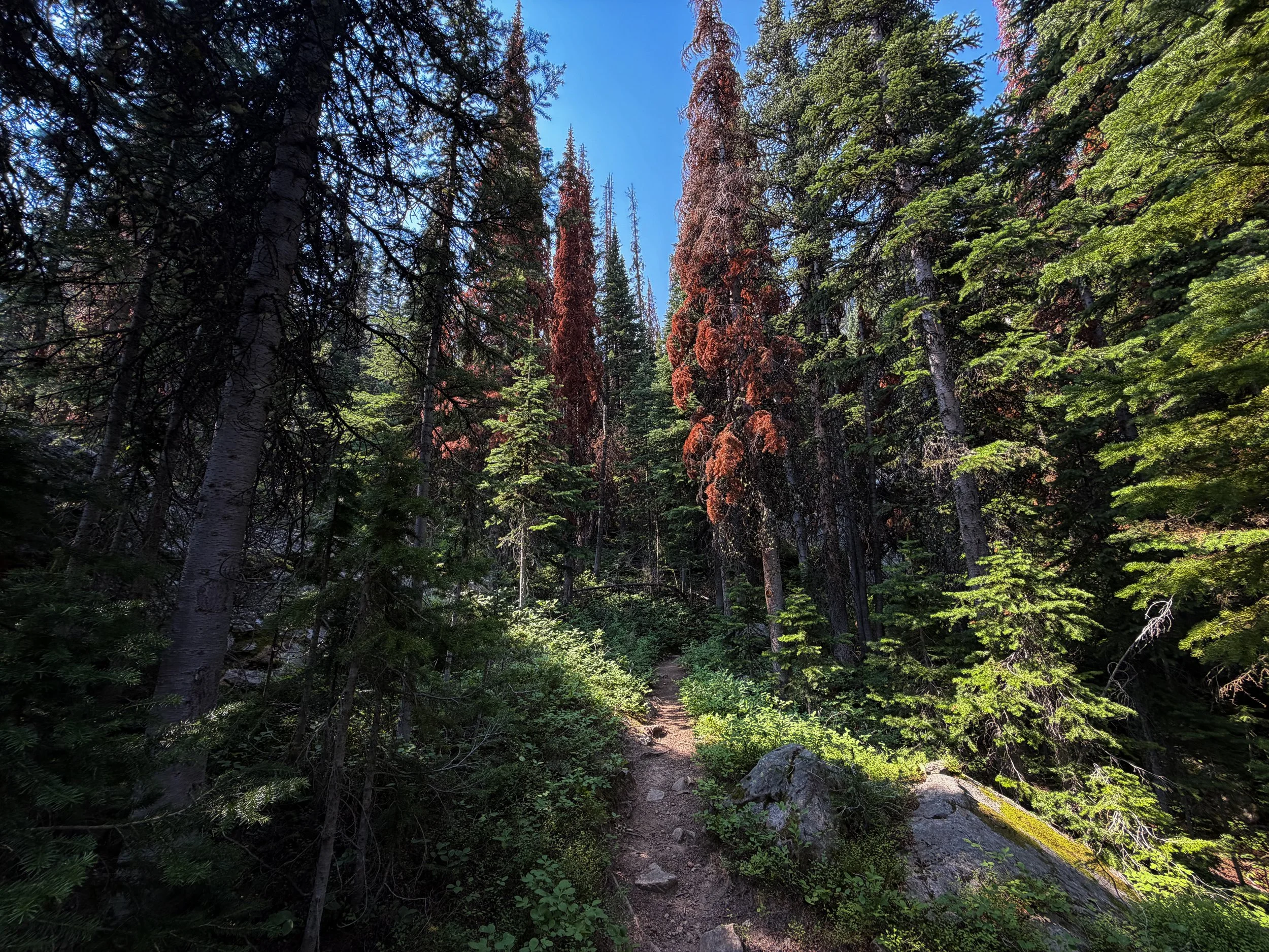 East Rosebud Trail The Beaten Path Beartooth Mountains Montana