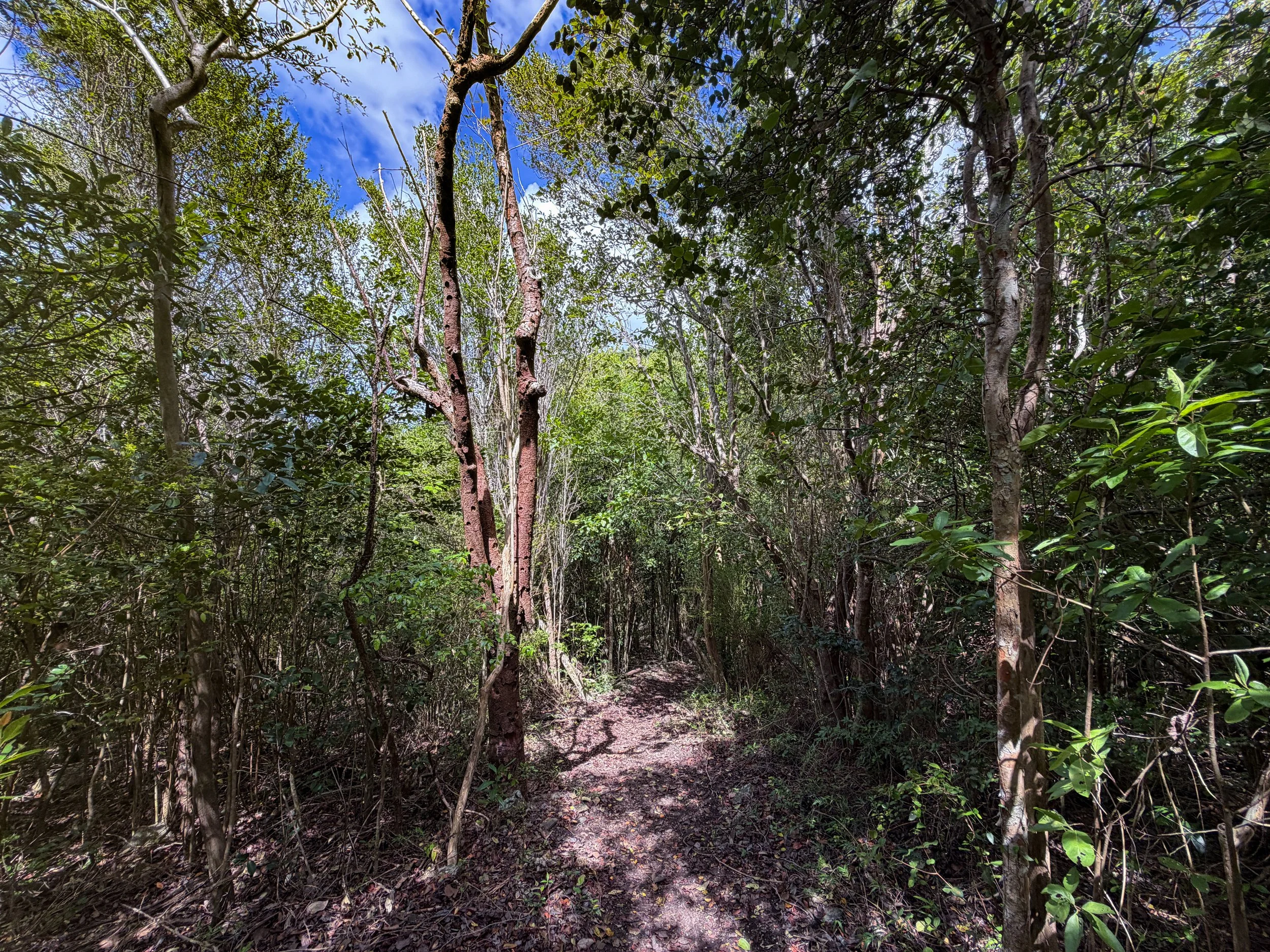 Caneel Hill Trail to Tamarind Tree Trail Virgin Islands National Park