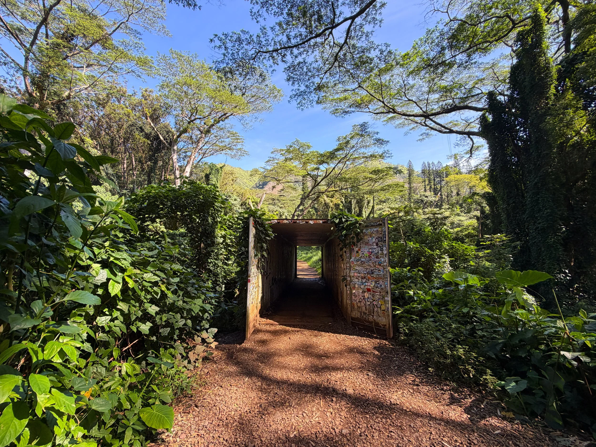 Manoa Falls Trail Oahu Hawaii