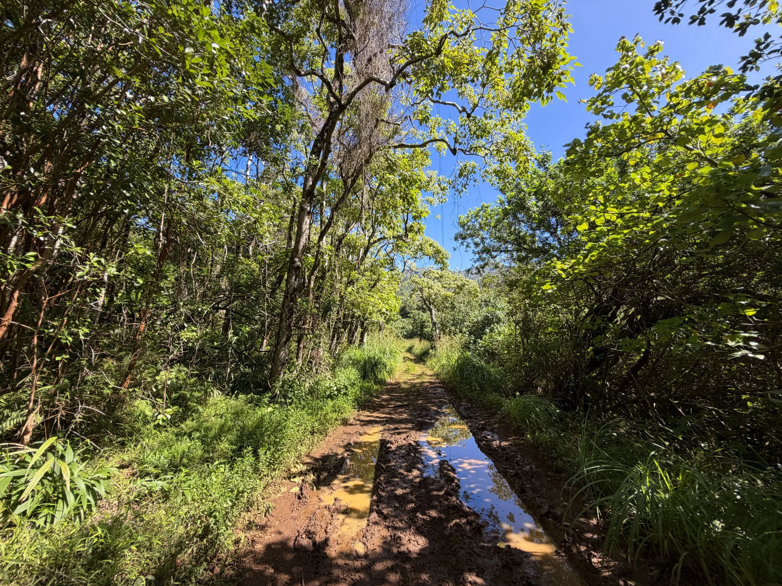 Kulanaahane Trail Moanalua Valley Oahu Hawaii
