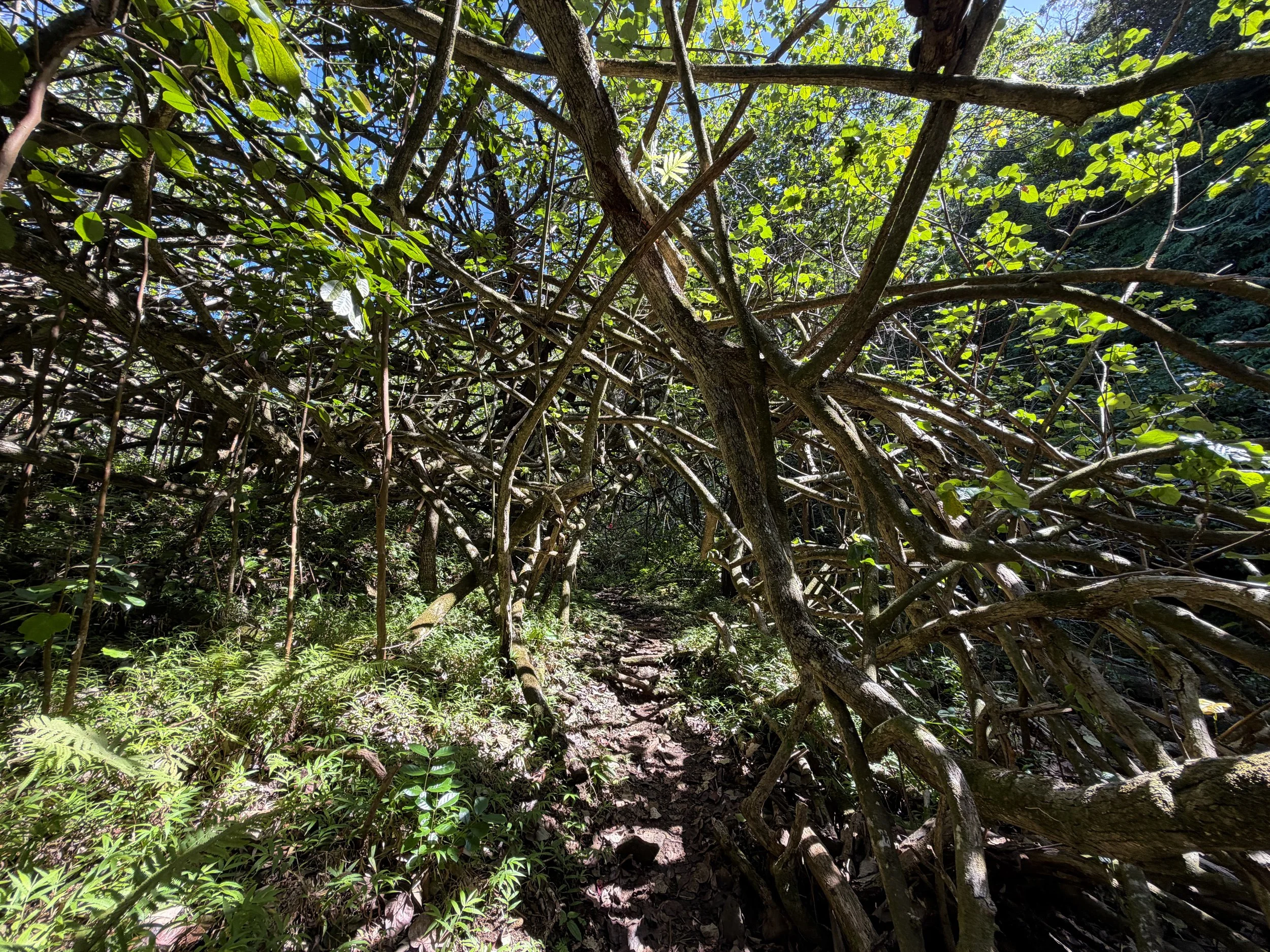 Kulanaahane Trail Oahu Hawaii