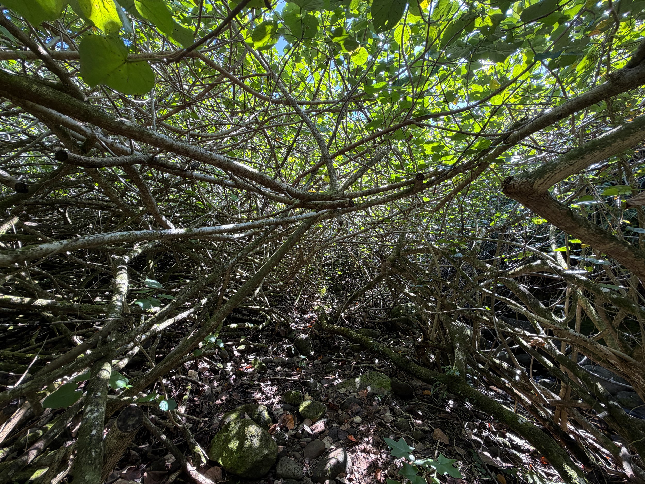 Kulanaahane Hike Oahu Hawaii