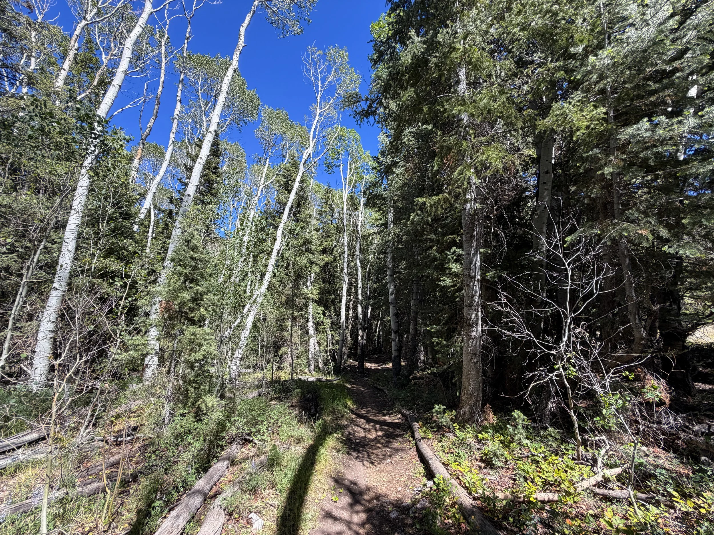 Baker Creek Loop Trail Great Basin National Park Nevada