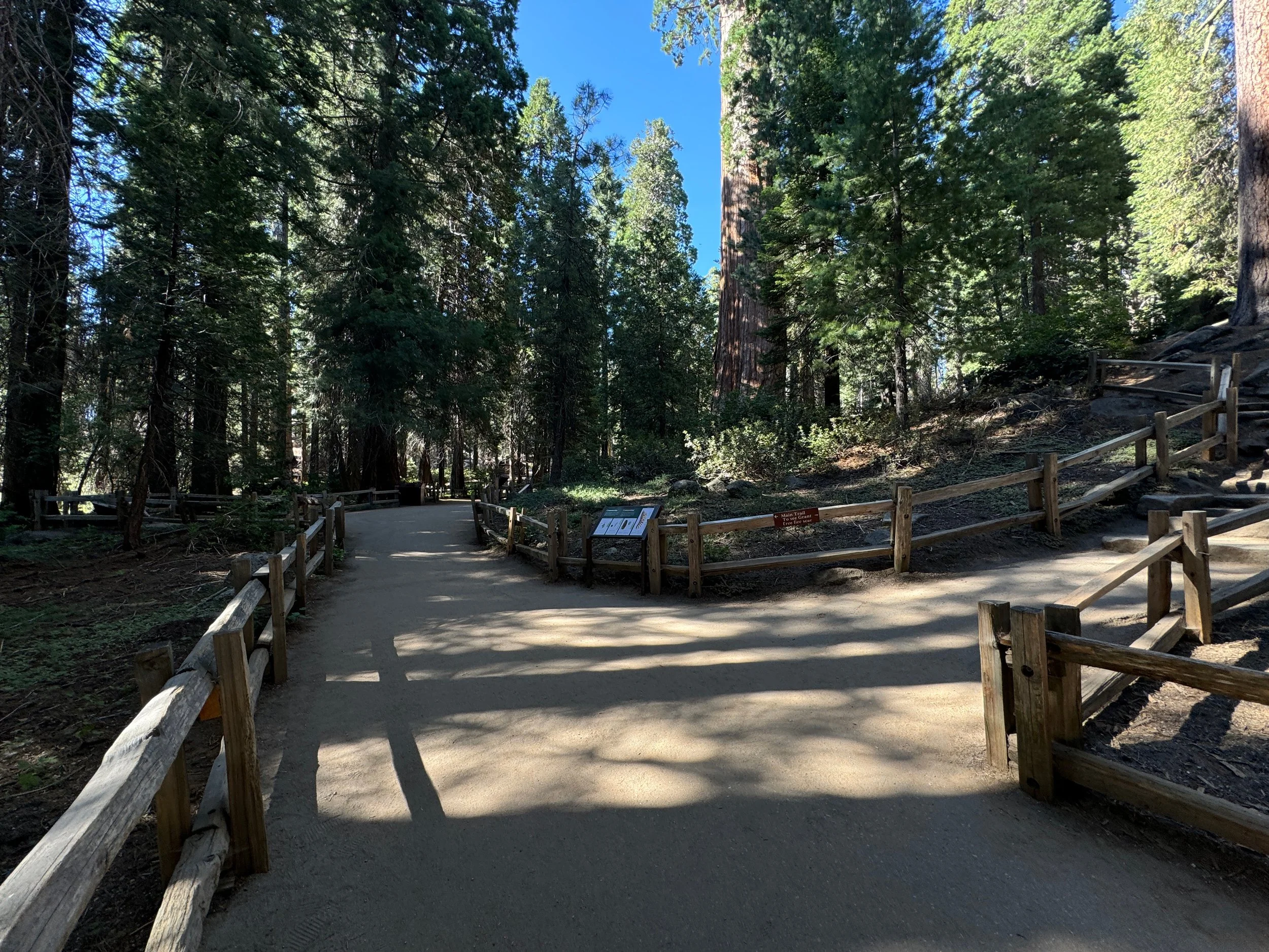 Sequoia Tree General Grant Trail General Grant Trail Top