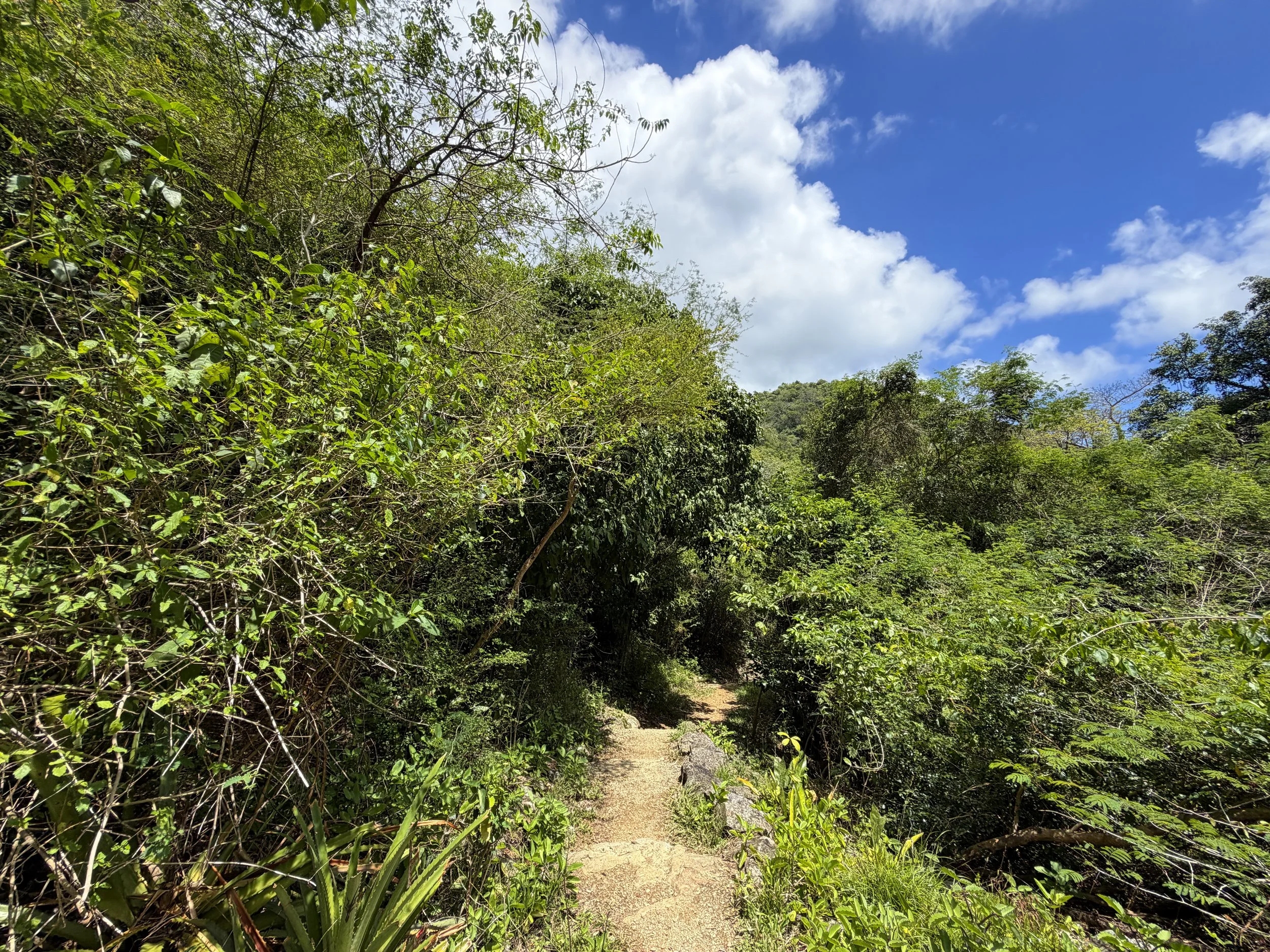 Reef Bay Trail to Petroglyphs Trail Virgin Islands National Park