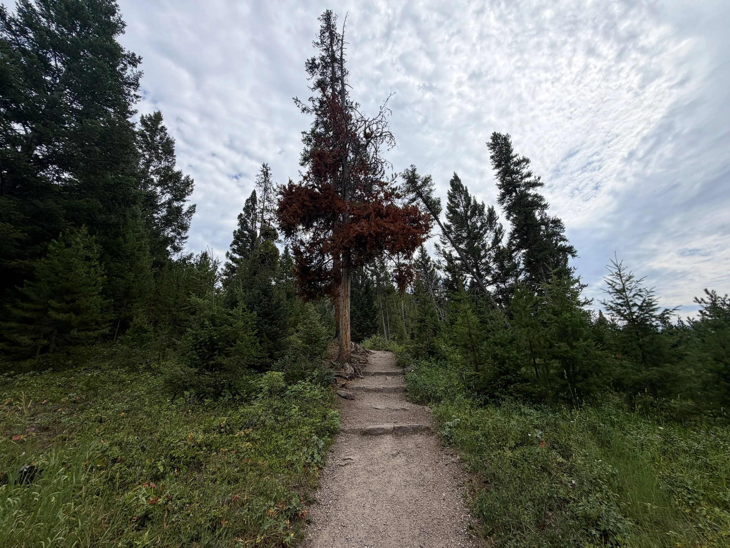 Wraith Falls Trail Yellowstone National Park Wyoming