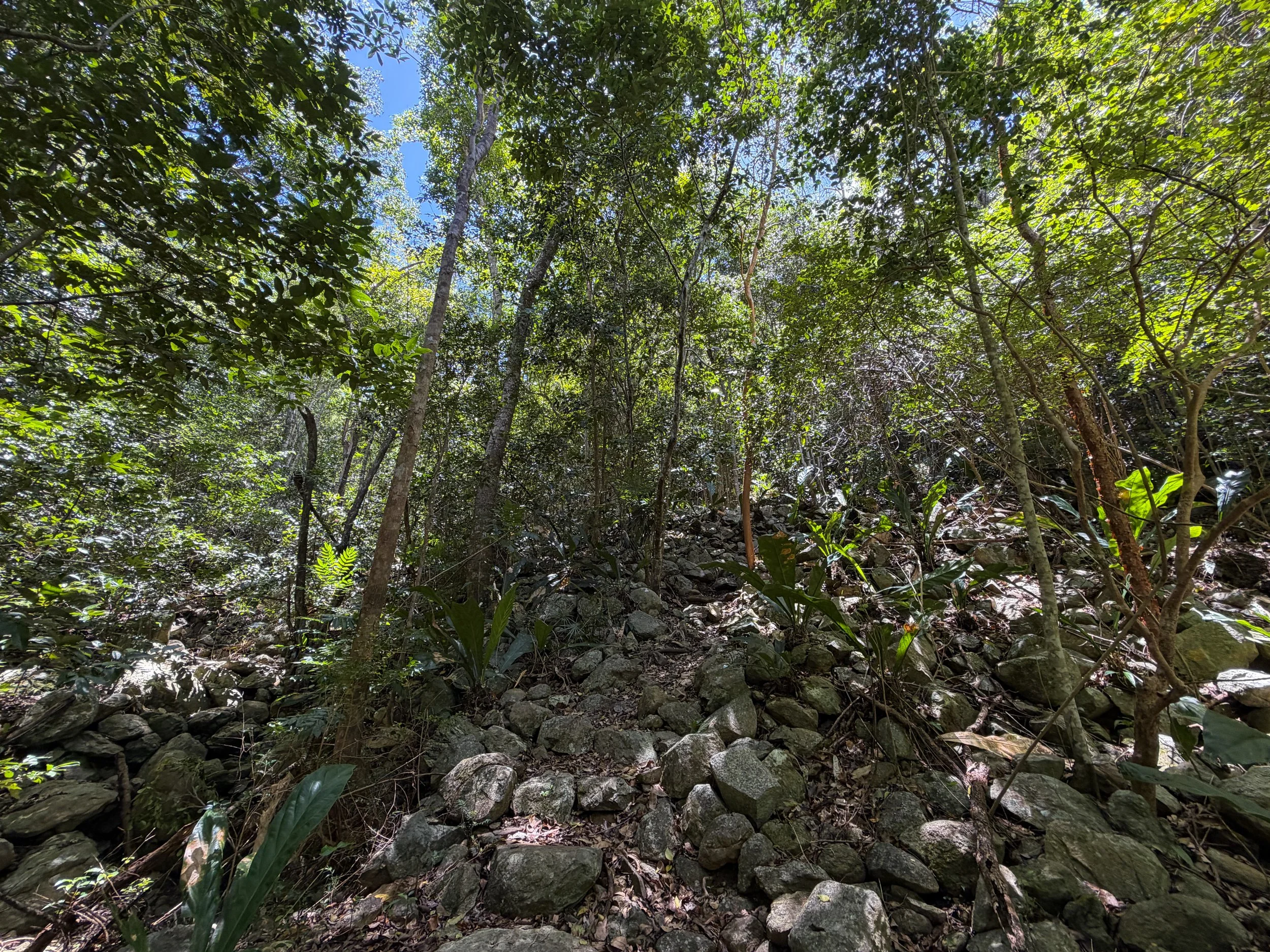 Tamarind Tree Trail Virgin Islands National Park