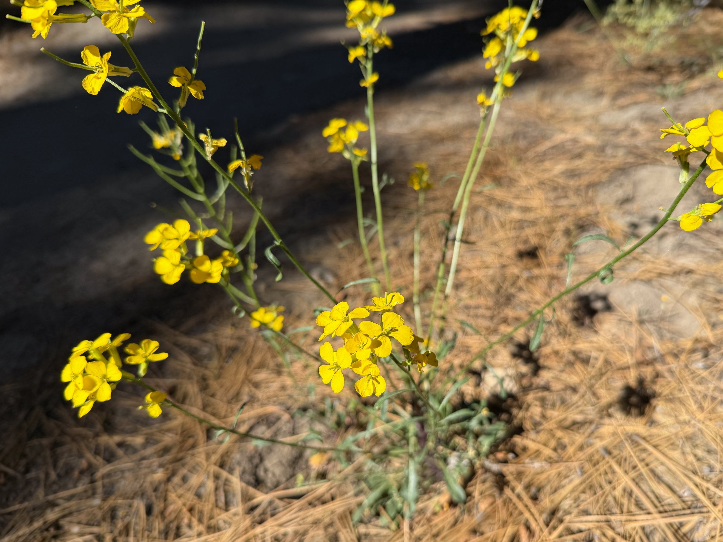 Mountain Wallflower Erysimum perenne