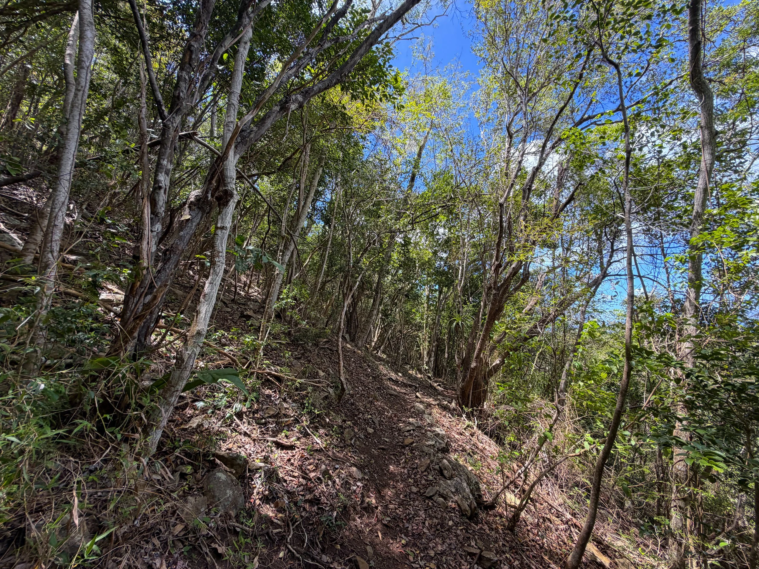 Tamarind Tree Trail Virgin Islands National Park
