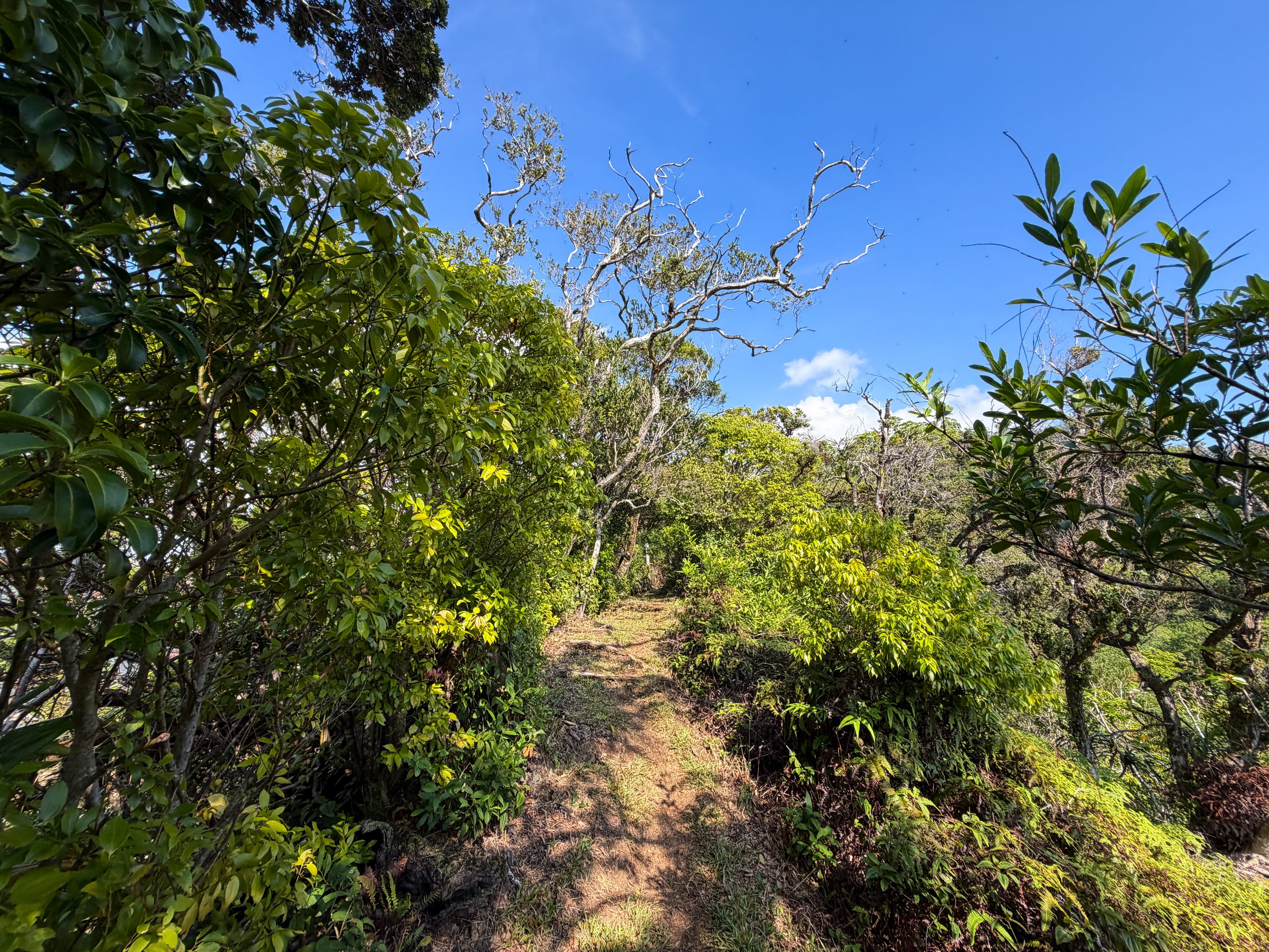 Nuuanu Trail Oahu Hawaii