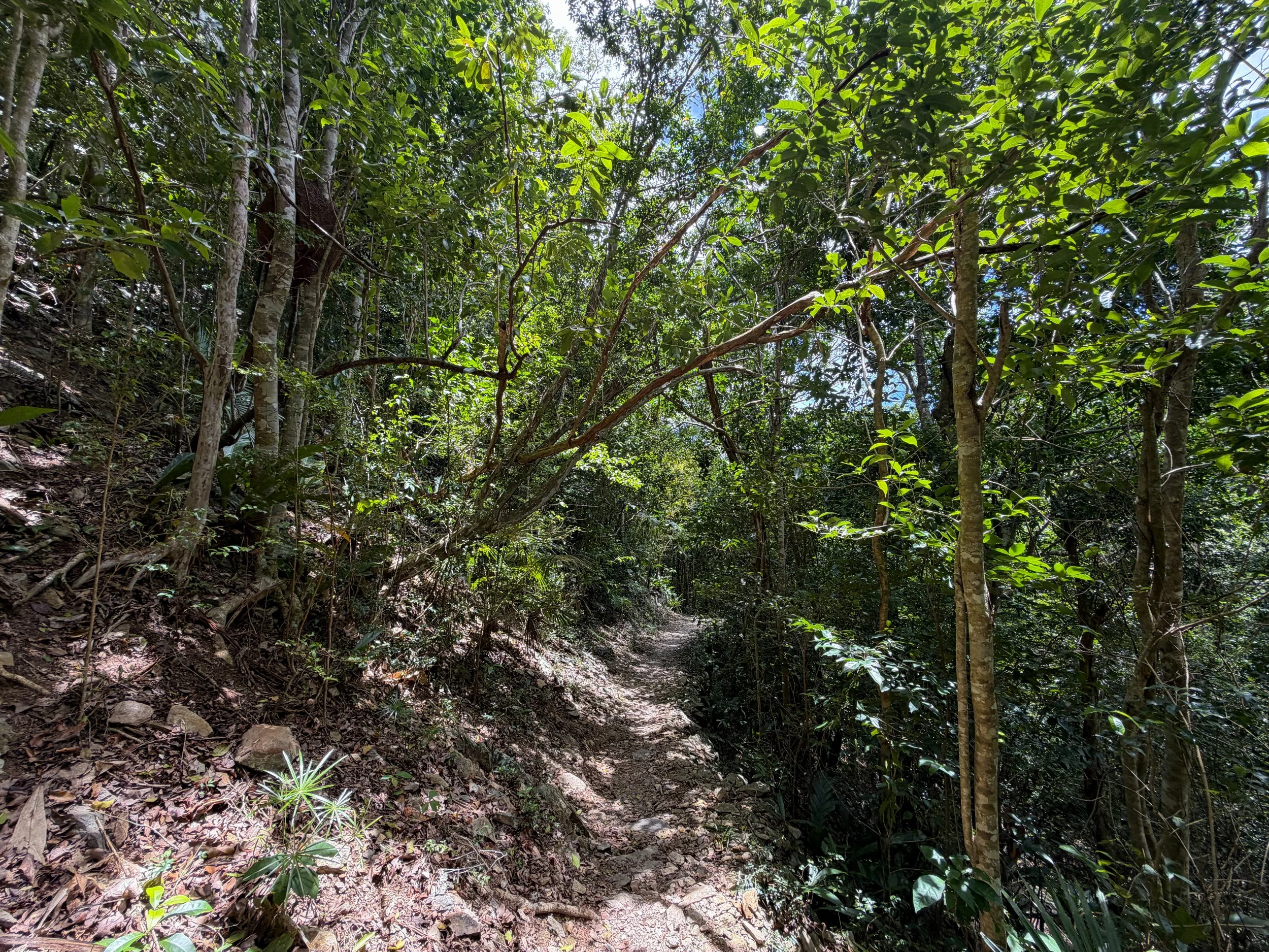 Reef Bay Hike Virgin Islands National Park