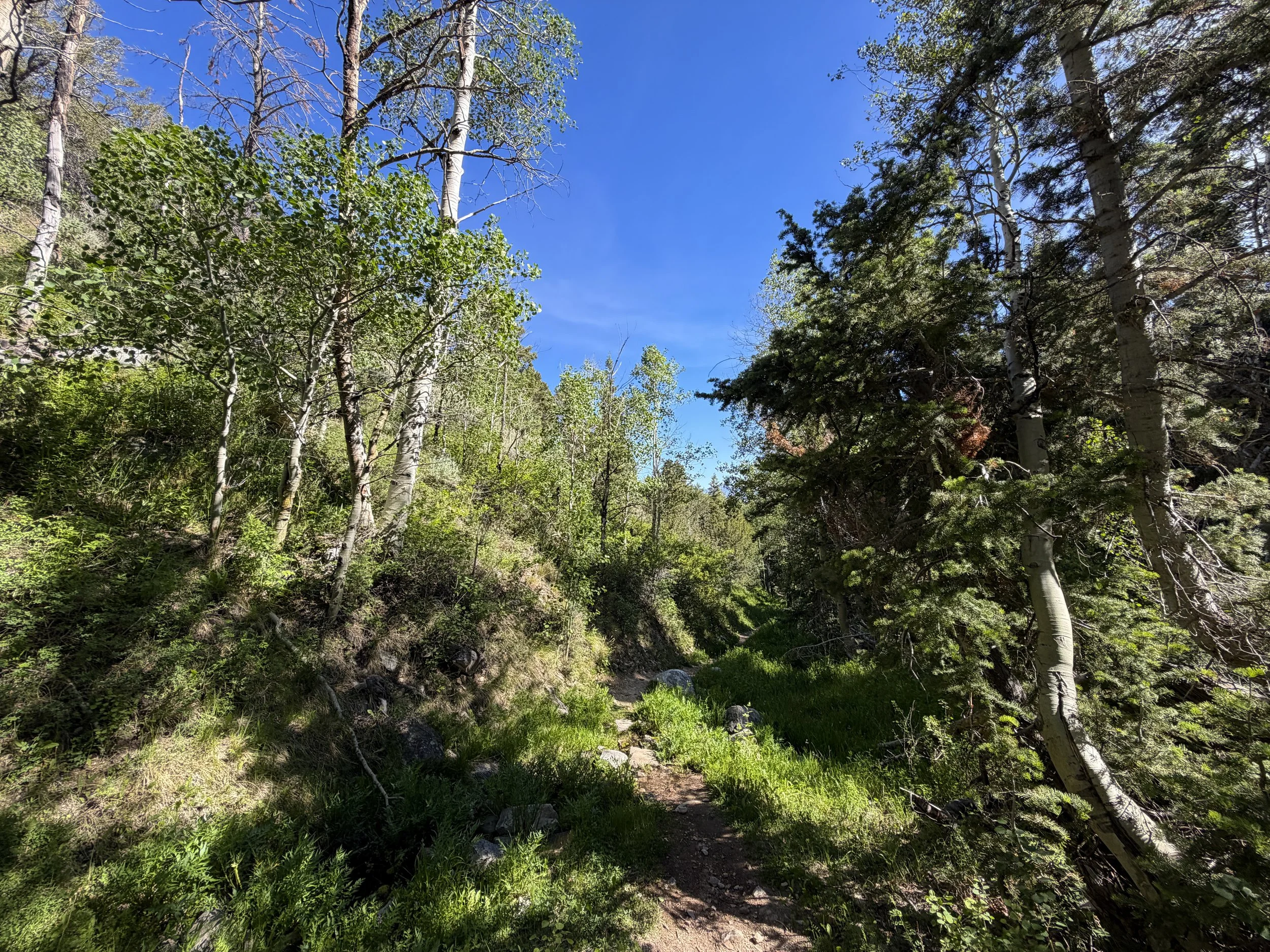 Pole Canyon Loop Hike Great Basin National Park Nevada
