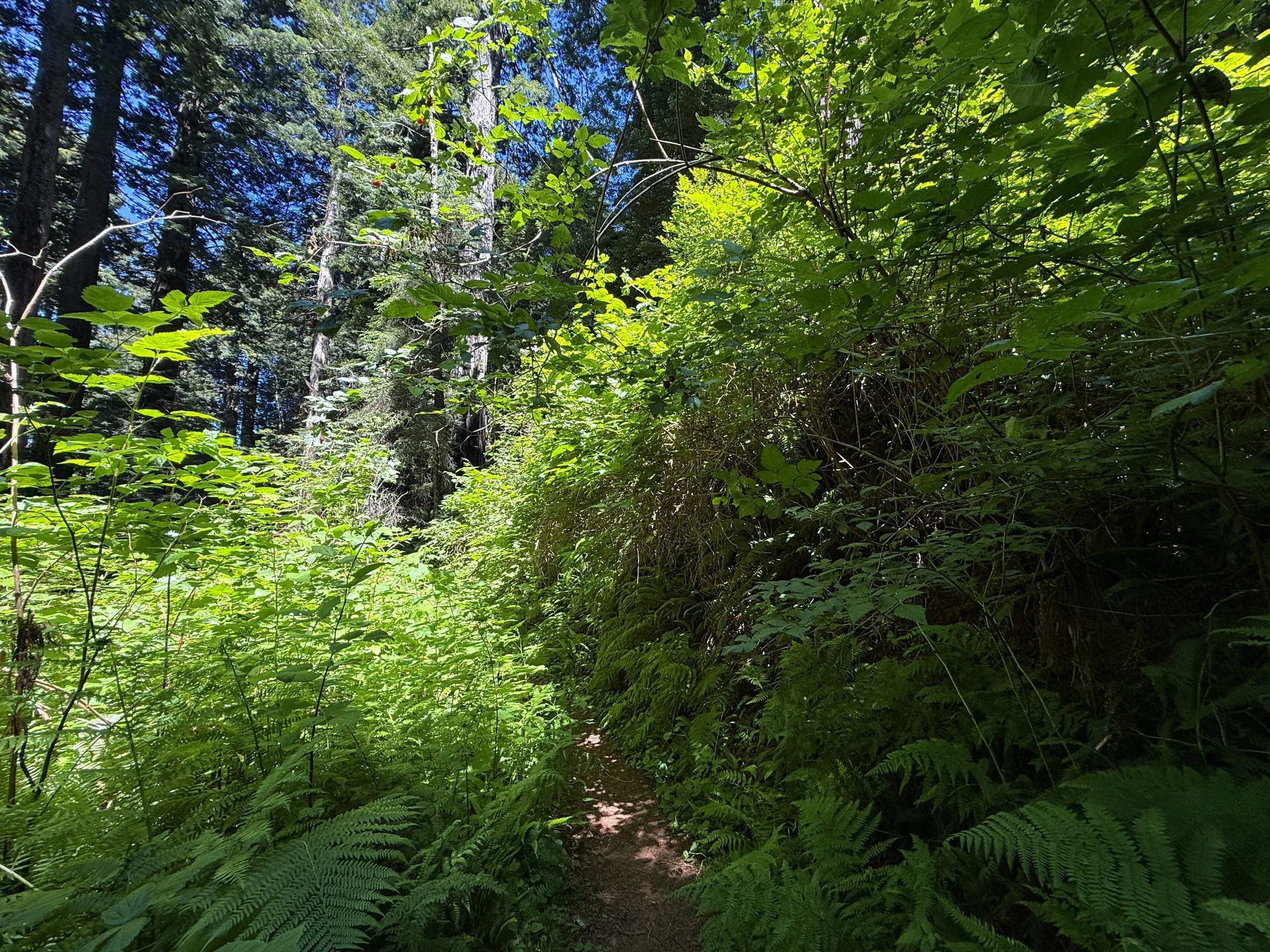 Ossagon Trail Prairie Creek Redwoods State Park California
