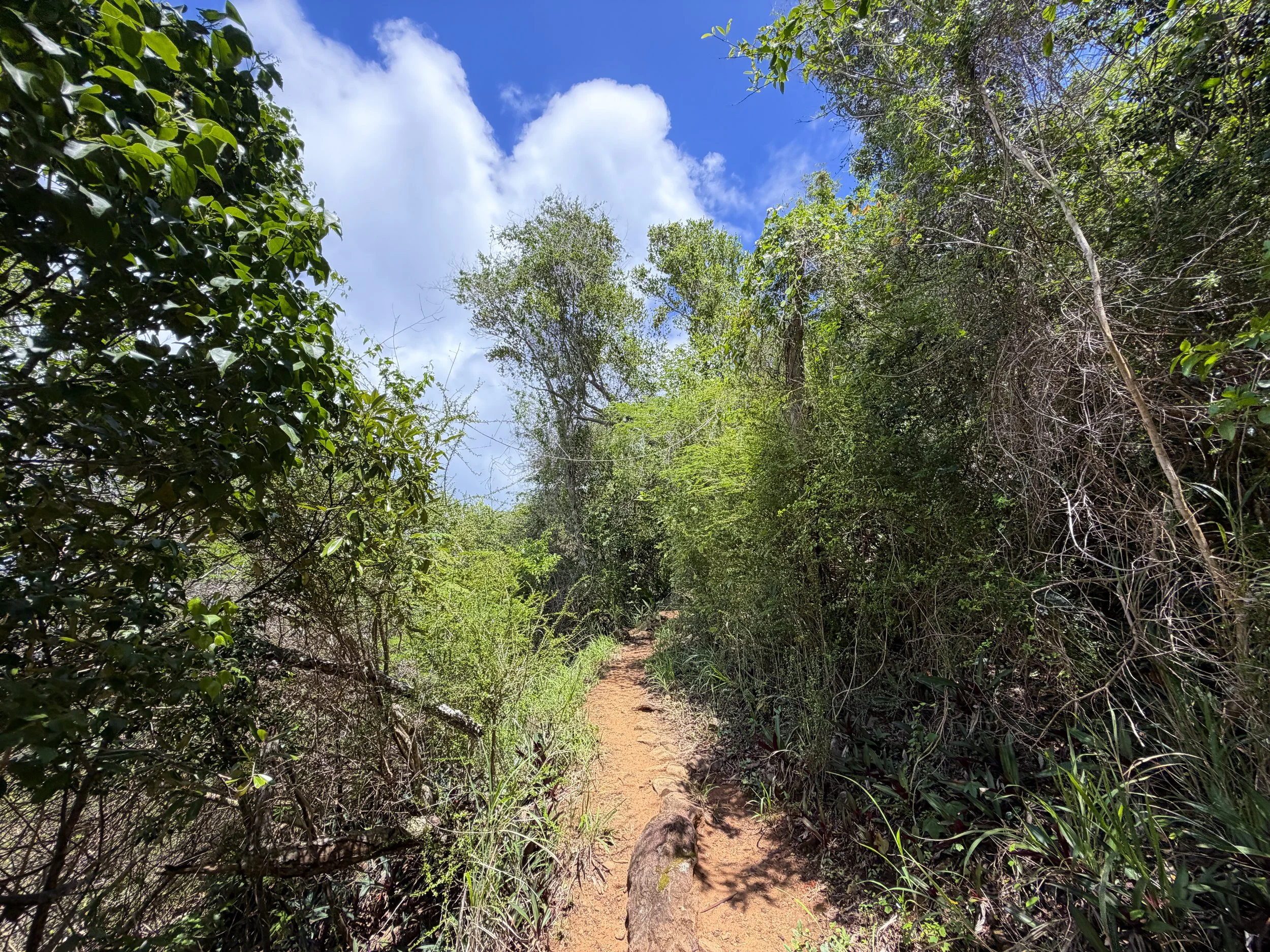 Caneel Hill Hike Virgin Islands National Park